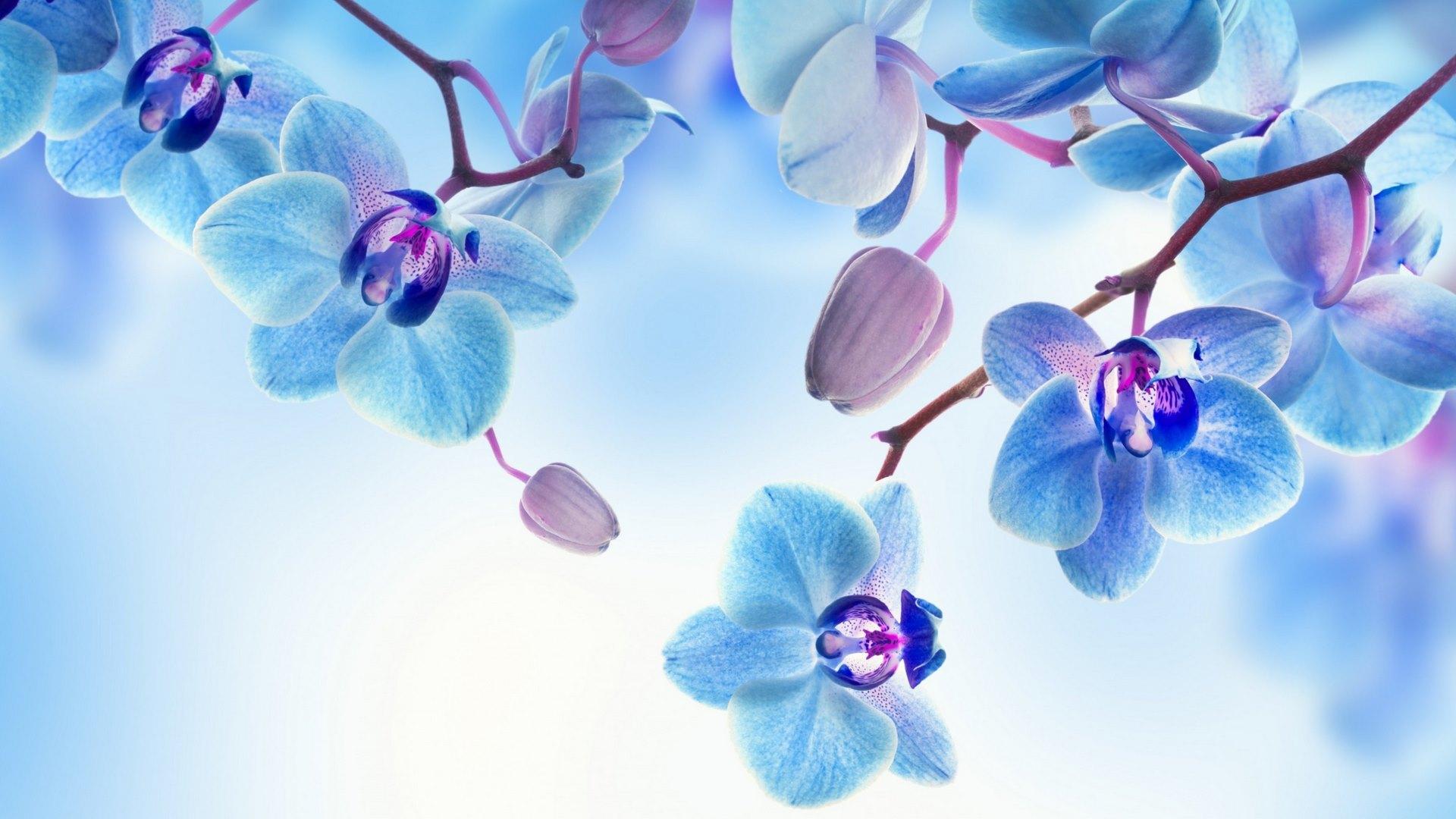1920x1080 Wallpaper / purple, orchid, flower, white, blue free download