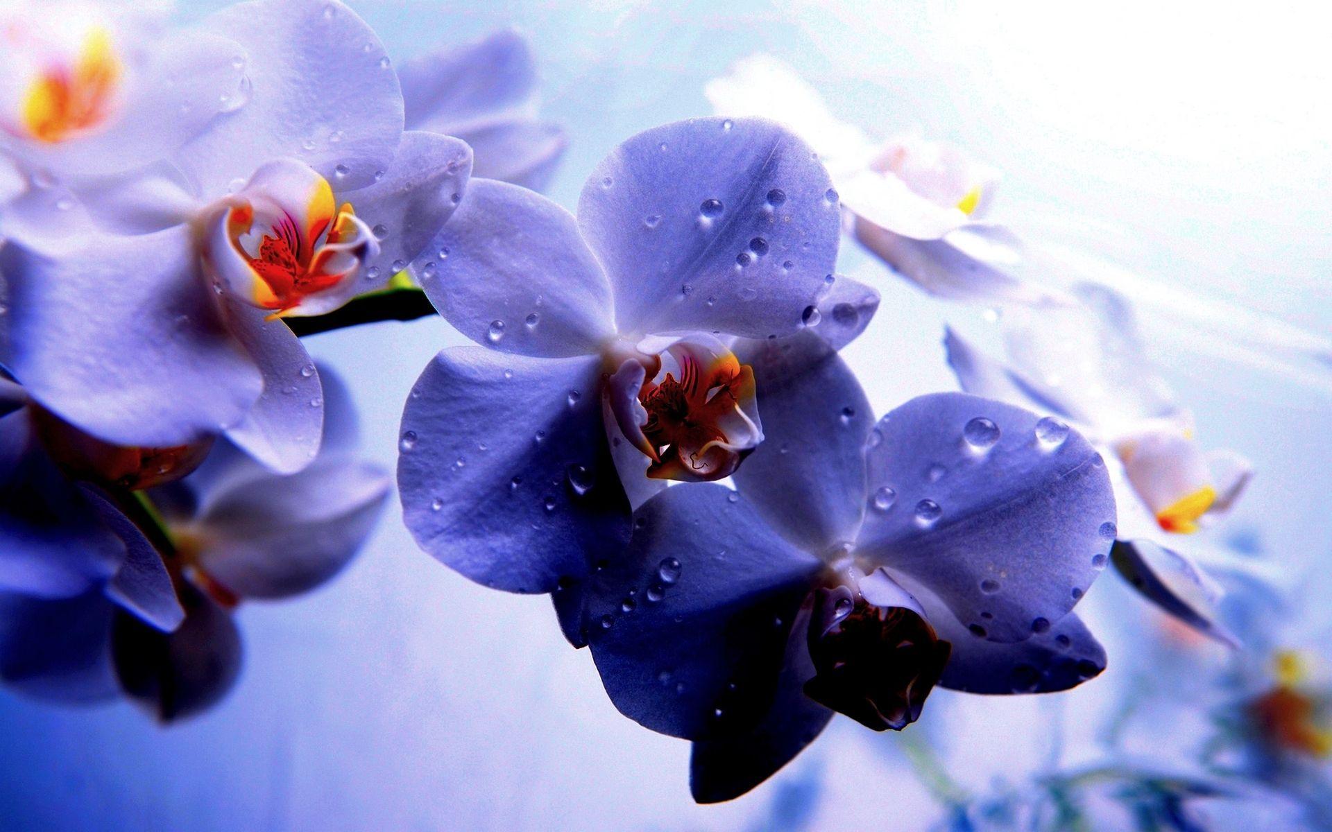 1920x1200 Orchid Desktop Wallpaper