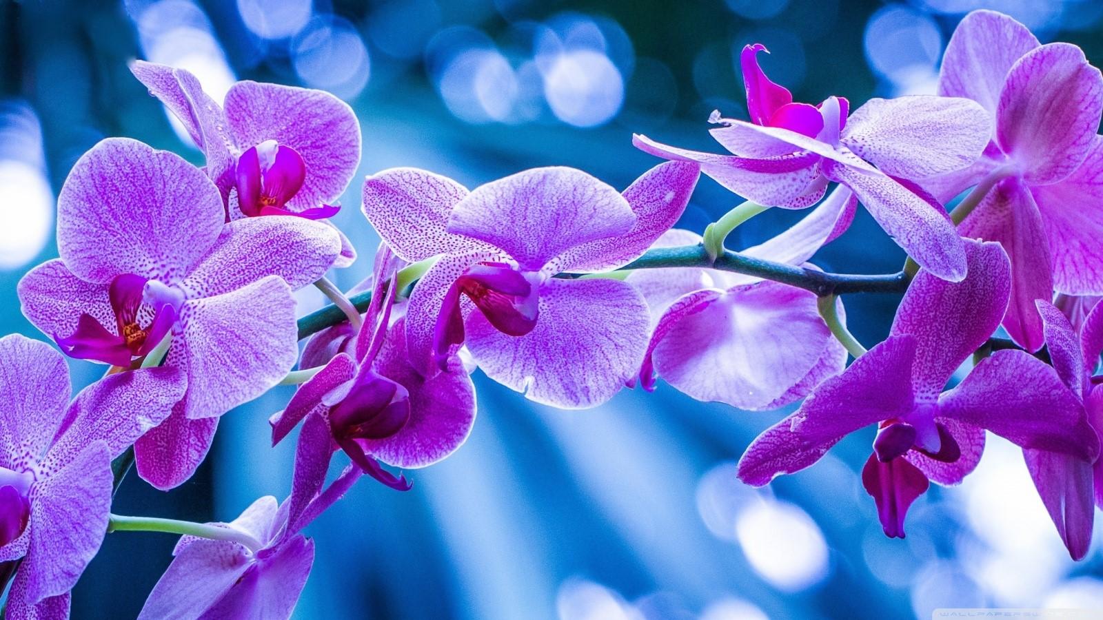 1600x900 blue, flowers, bokeh, nature, purple flower Gallery HD Wallpaper