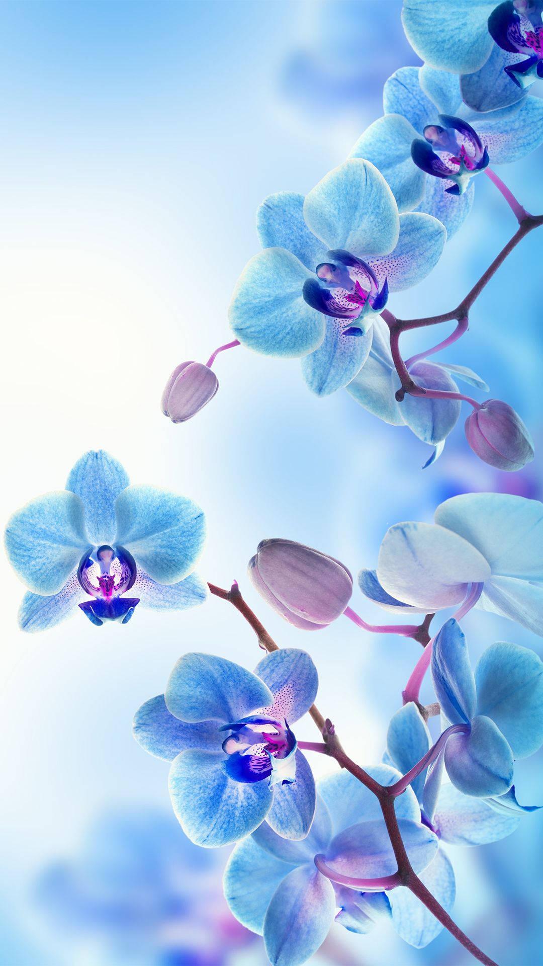 Blue and Purple Orchids Wallpapers - Top Free Blue and Purple Orchids