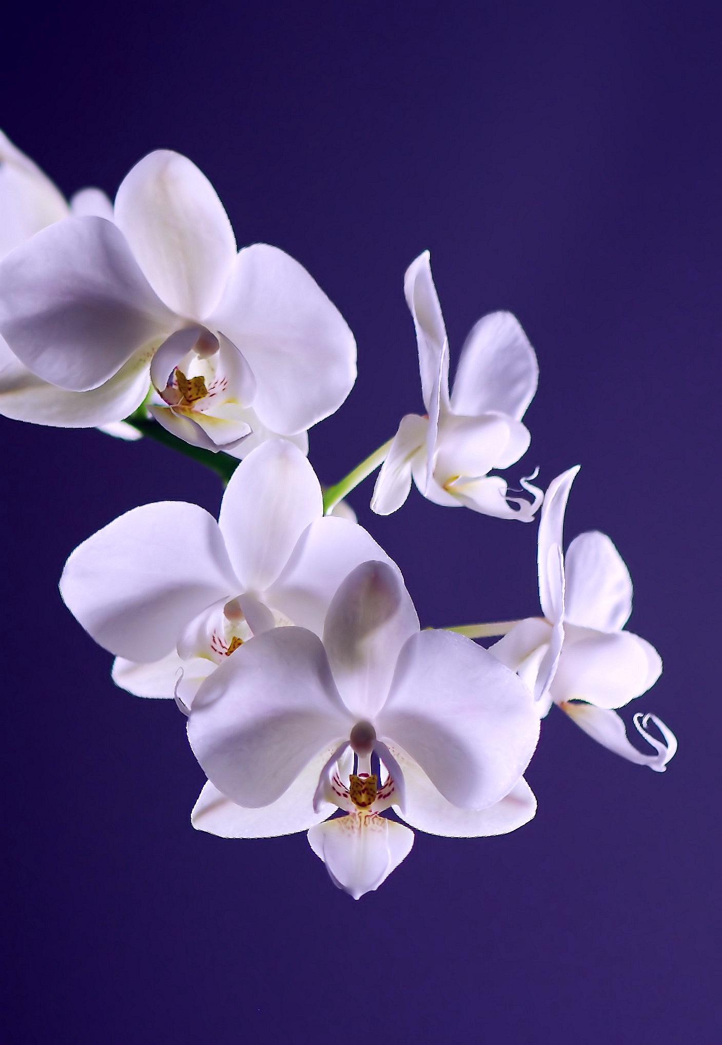 1407x2036 Orchid Photo, Download Free Orchid & HD Image