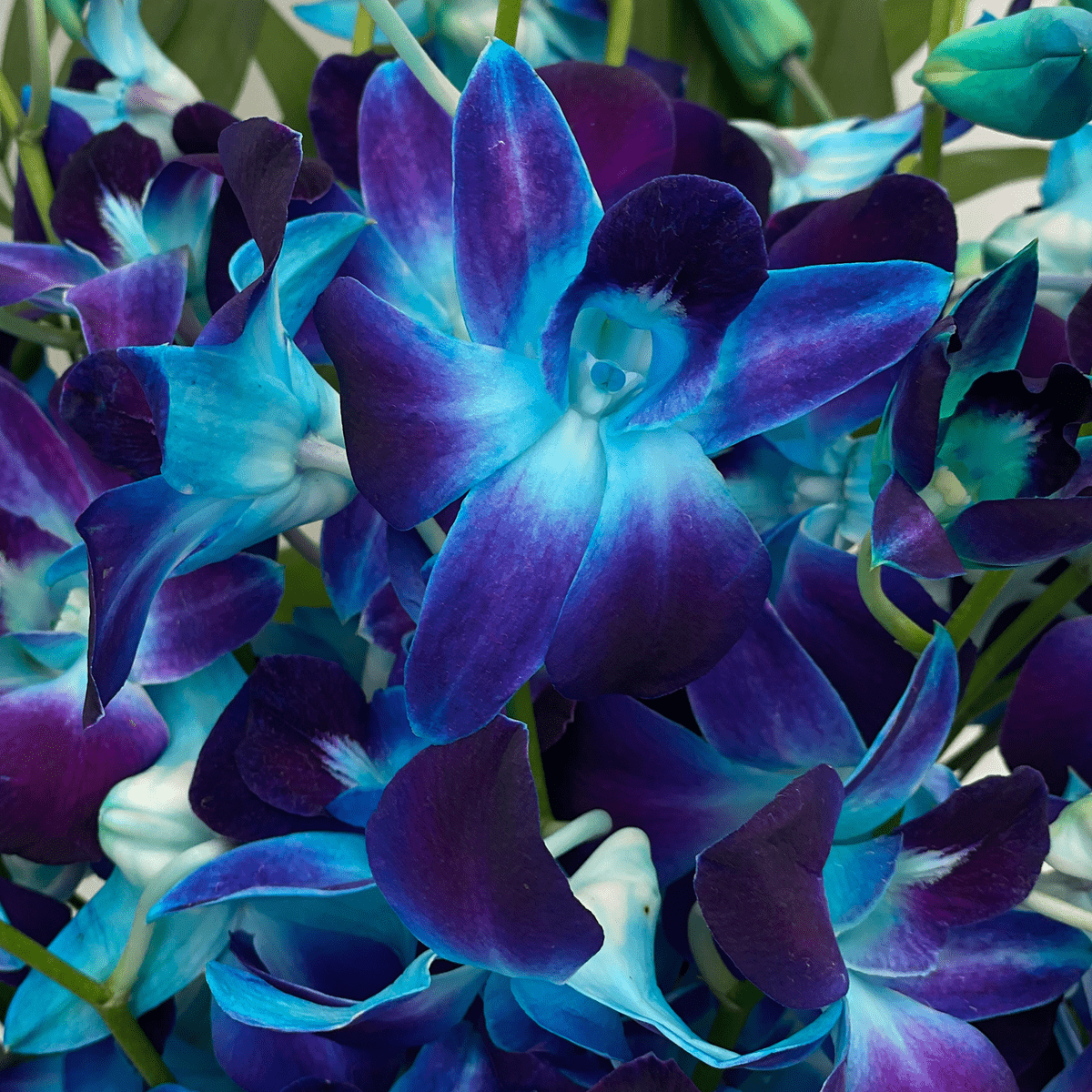 1200x1200 Buy Fresh Orchids Galaxy Dendrobiums Blue