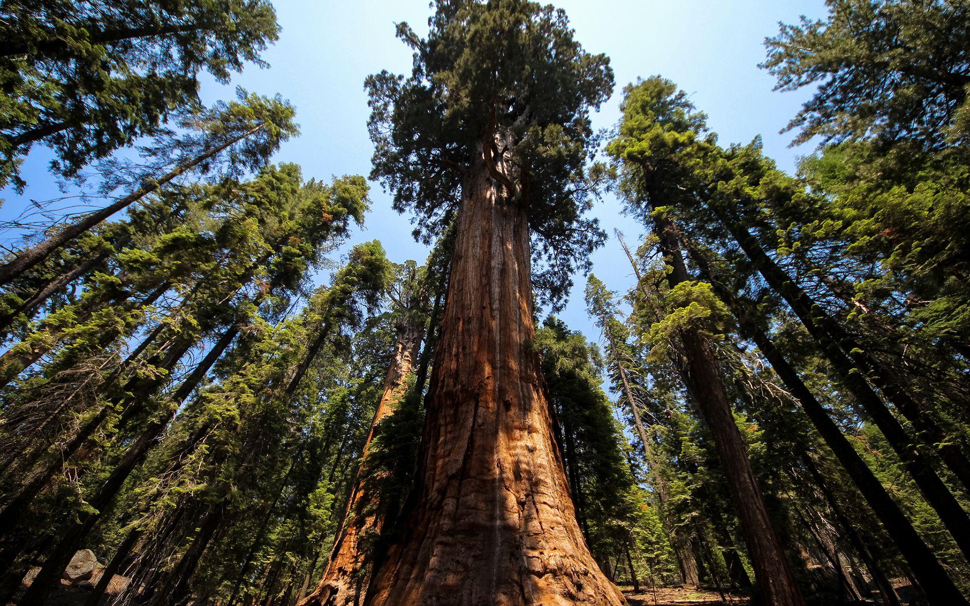 Redwood Forest Wallpapers - Top Free Redwood Forest Backgrounds ...