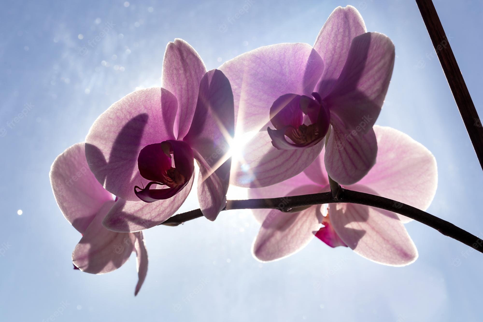 Blue and Purple Orchids Wallpapers - Top Free Blue and Purple Orchids