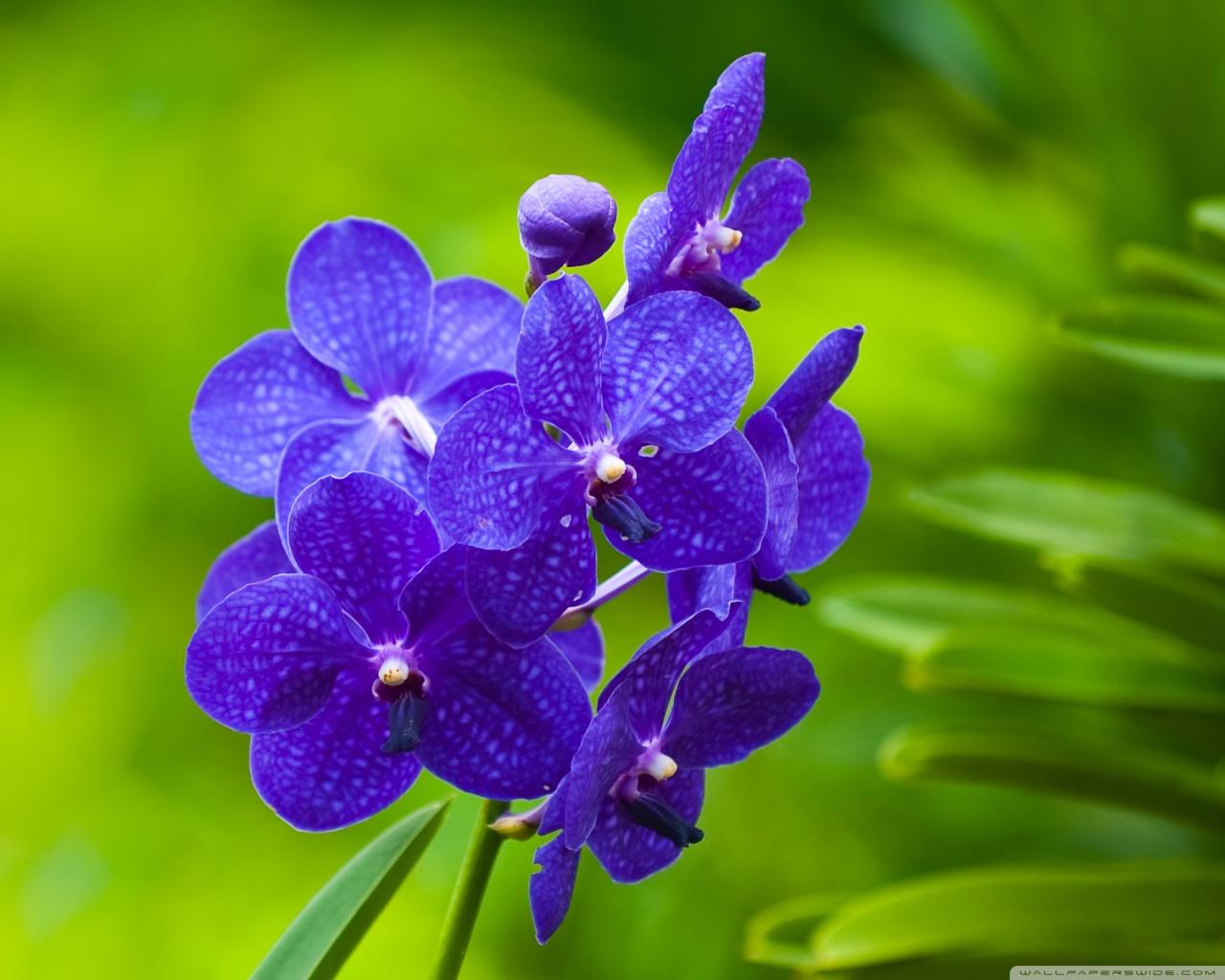 1280x1024 Blue Orchids Ultra HD Desktop Background Wallpaper for 4K UHD TV : Tablet