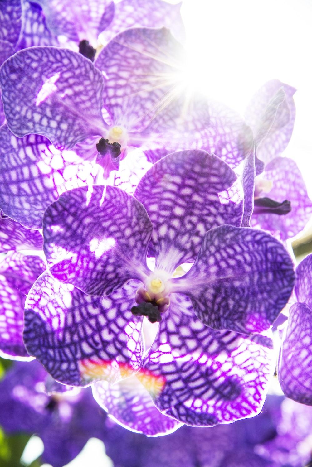 1000x1498 Purple Orchid Picture. Download Free Image