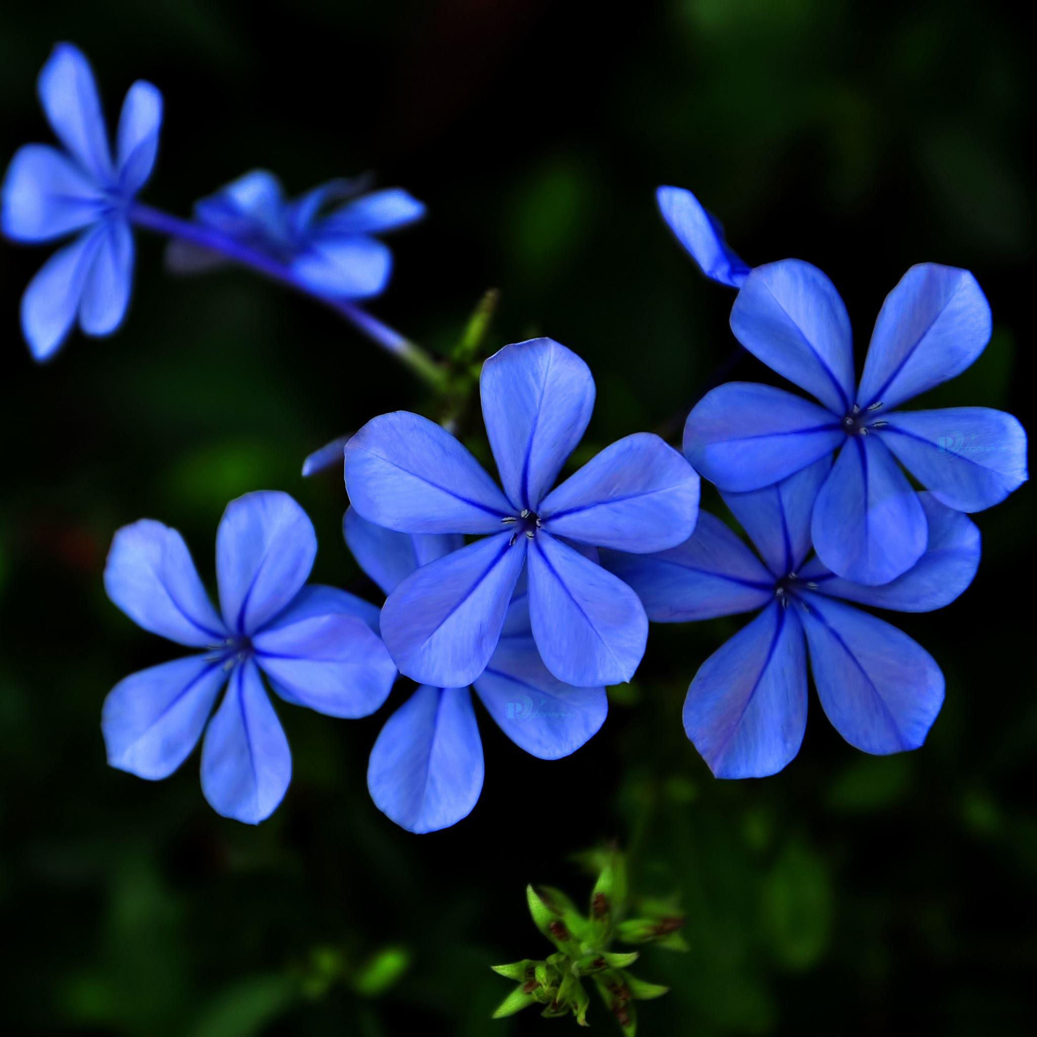 2048x2048 Blue purple flowers iPad Air Wallpaper Free Download