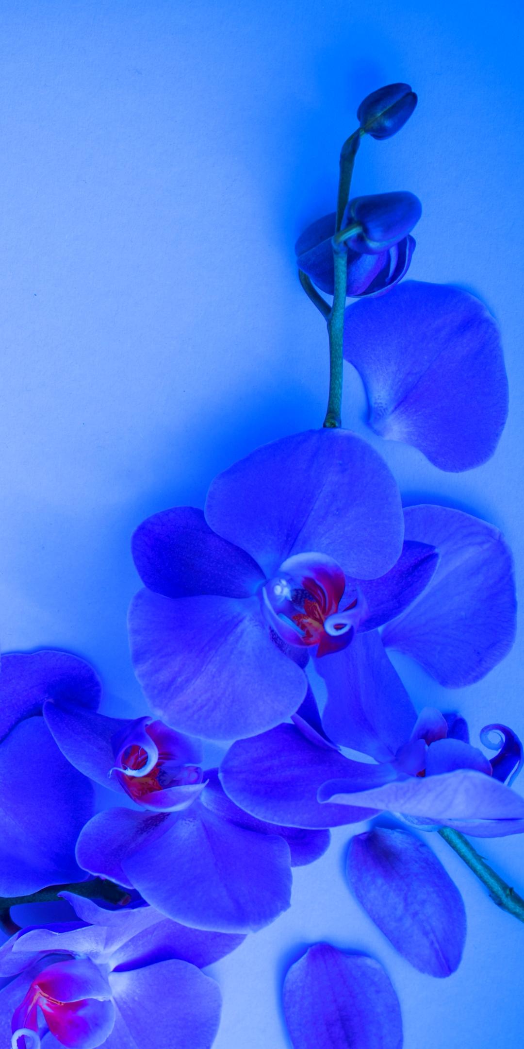 Blue And Purple Orchids Wallpapers Top Free Blue And Purple Orchids Backgrounds Wallpaperaccess 