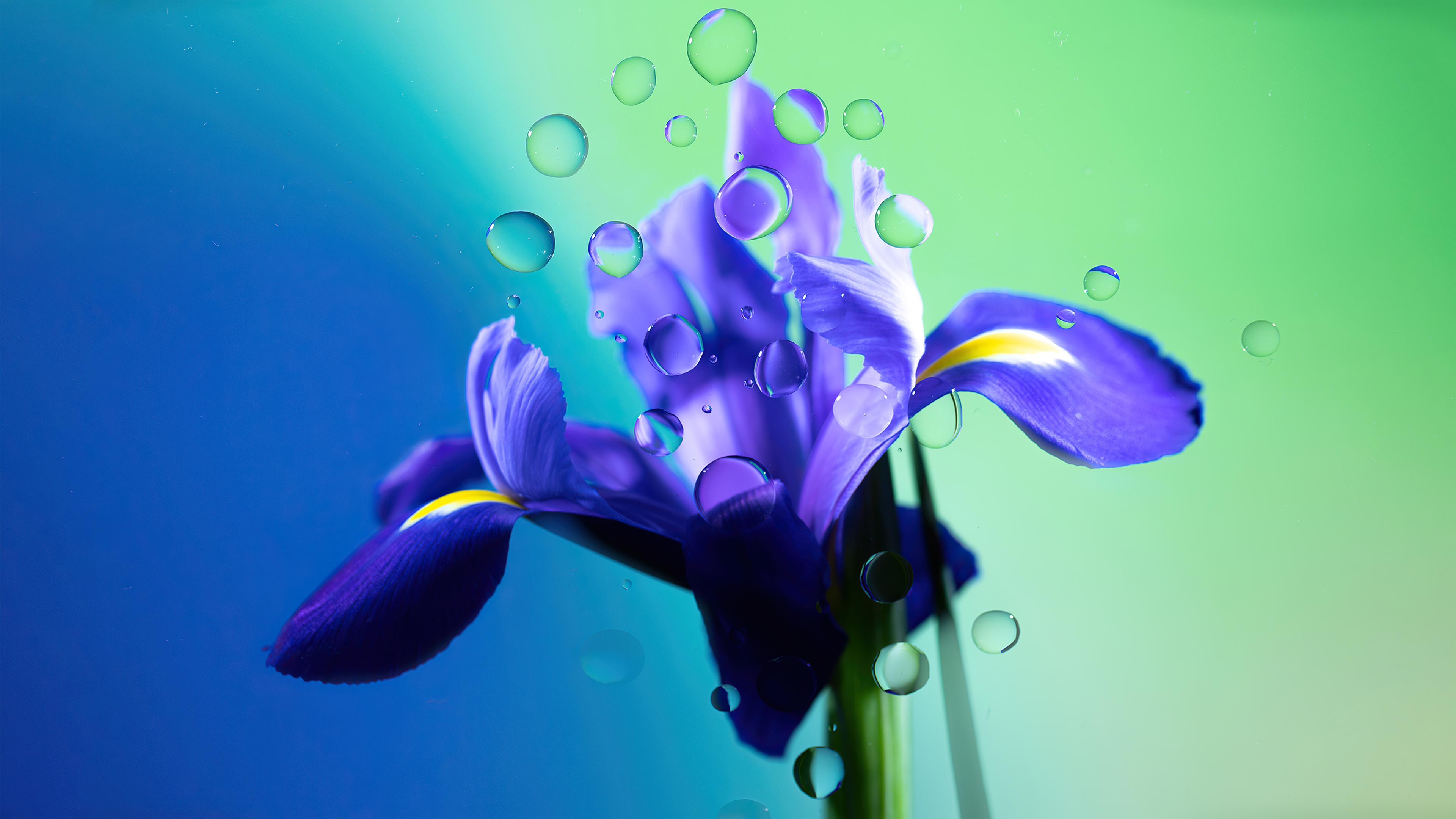 3840x2160 Iris flower Wallpaper 4K, Purple Flower, Water droplets, Flowers