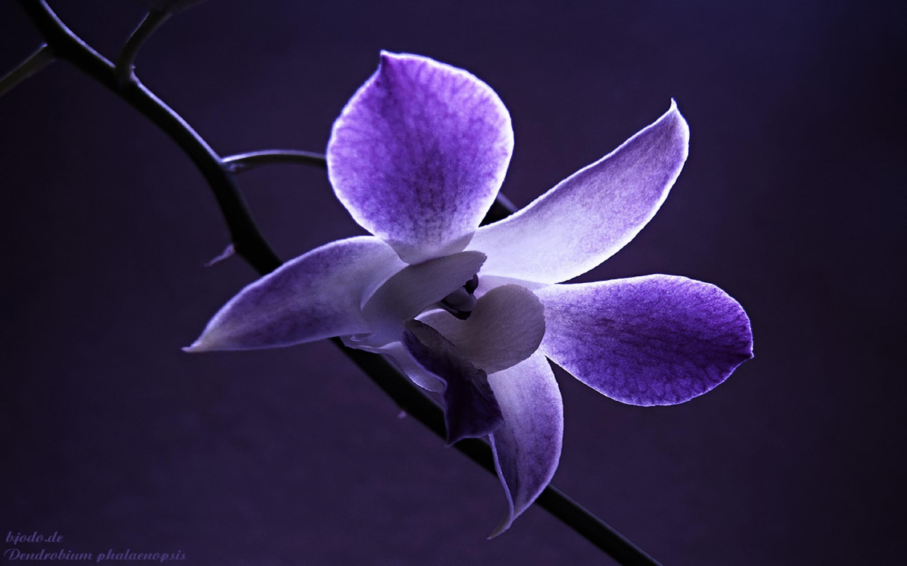 Blue and Purple Orchids Wallpapers - Top Free Blue and Purple Orchids