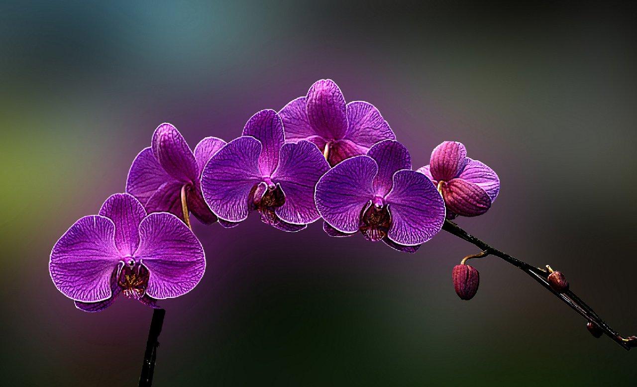 1280x778 Flowers Orchids Purple Flowers Desktop Background Wallpaper