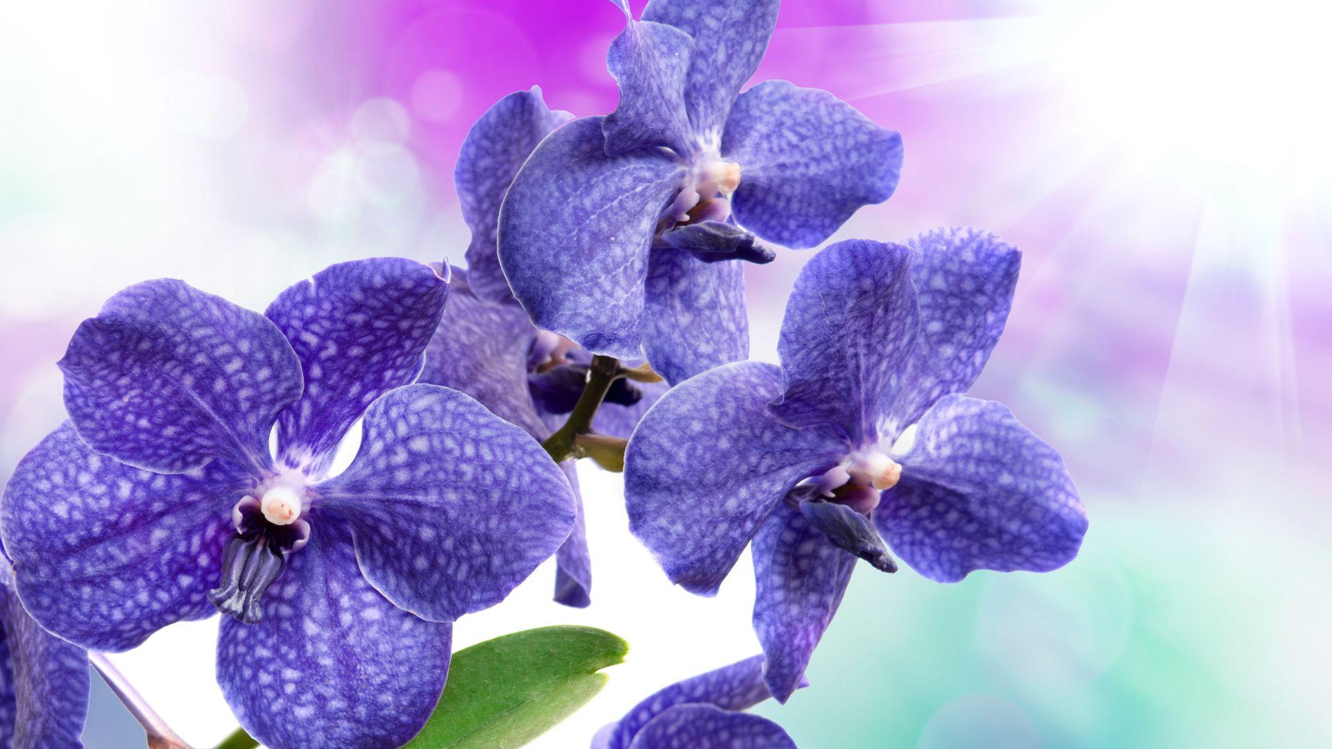 Blue and Purple Orchids Wallpapers - Top Free Blue and Purple Orchids