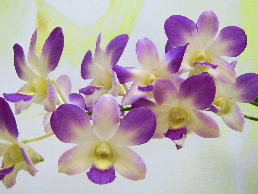 1024x768 White and Purple Orchids wallpaper in 1024x768 resolution