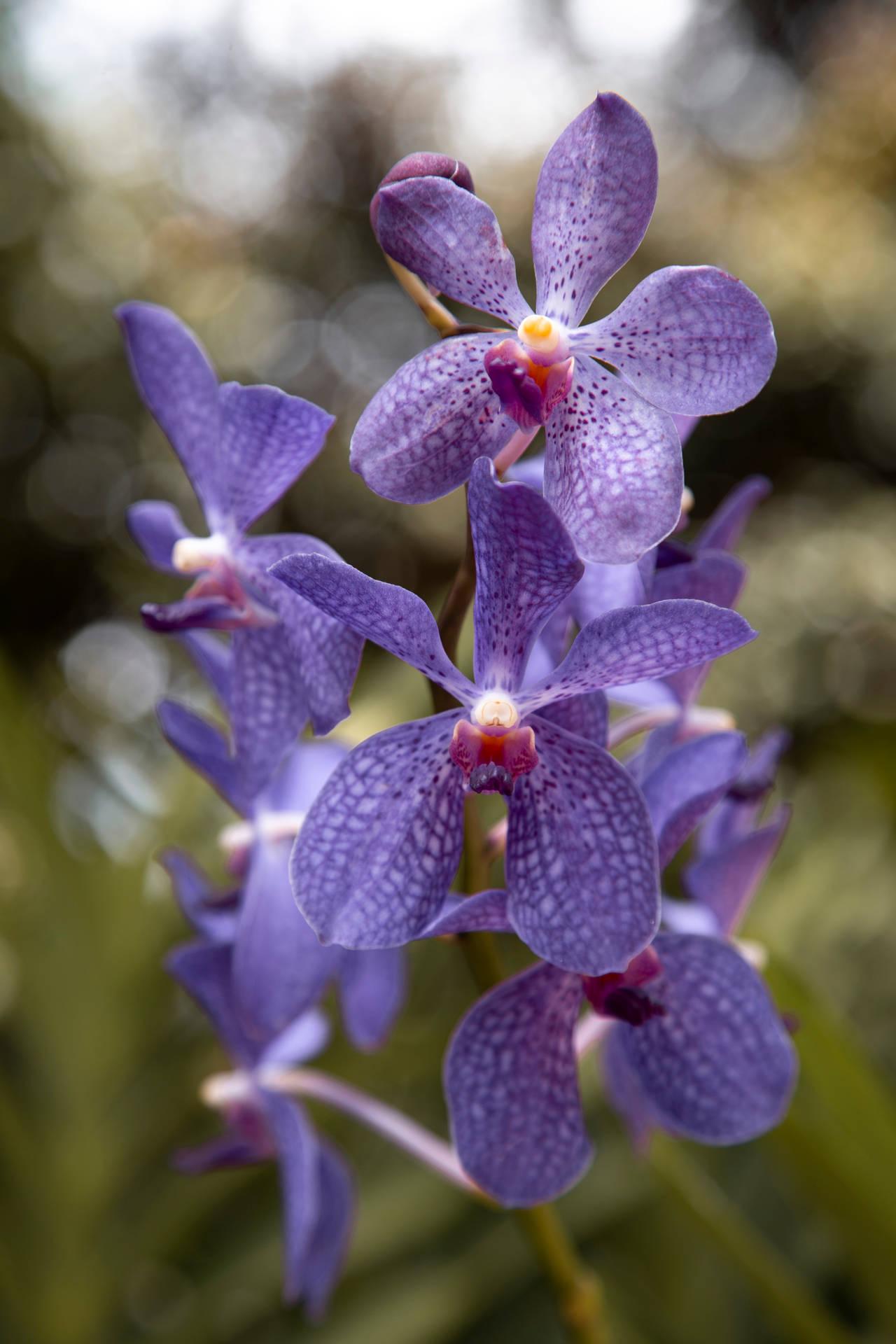 Blue and Purple Orchids Wallpapers - Top Free Blue and Purple Orchids