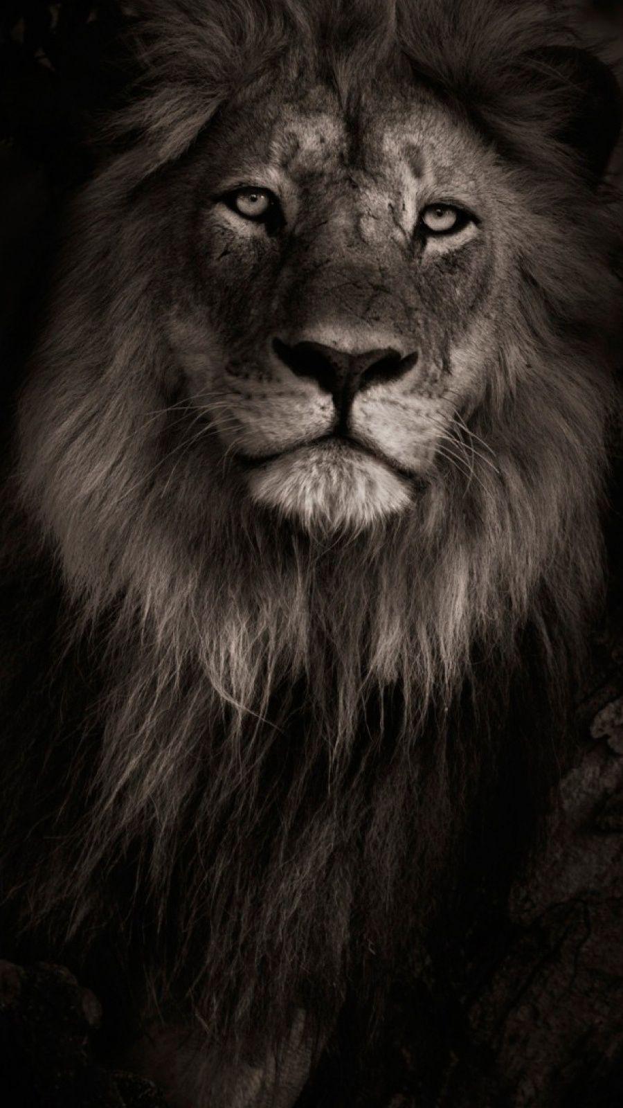 Lion Iphone Wallpapers Top Free Lion Iphone Backgrounds Wallpaperaccess