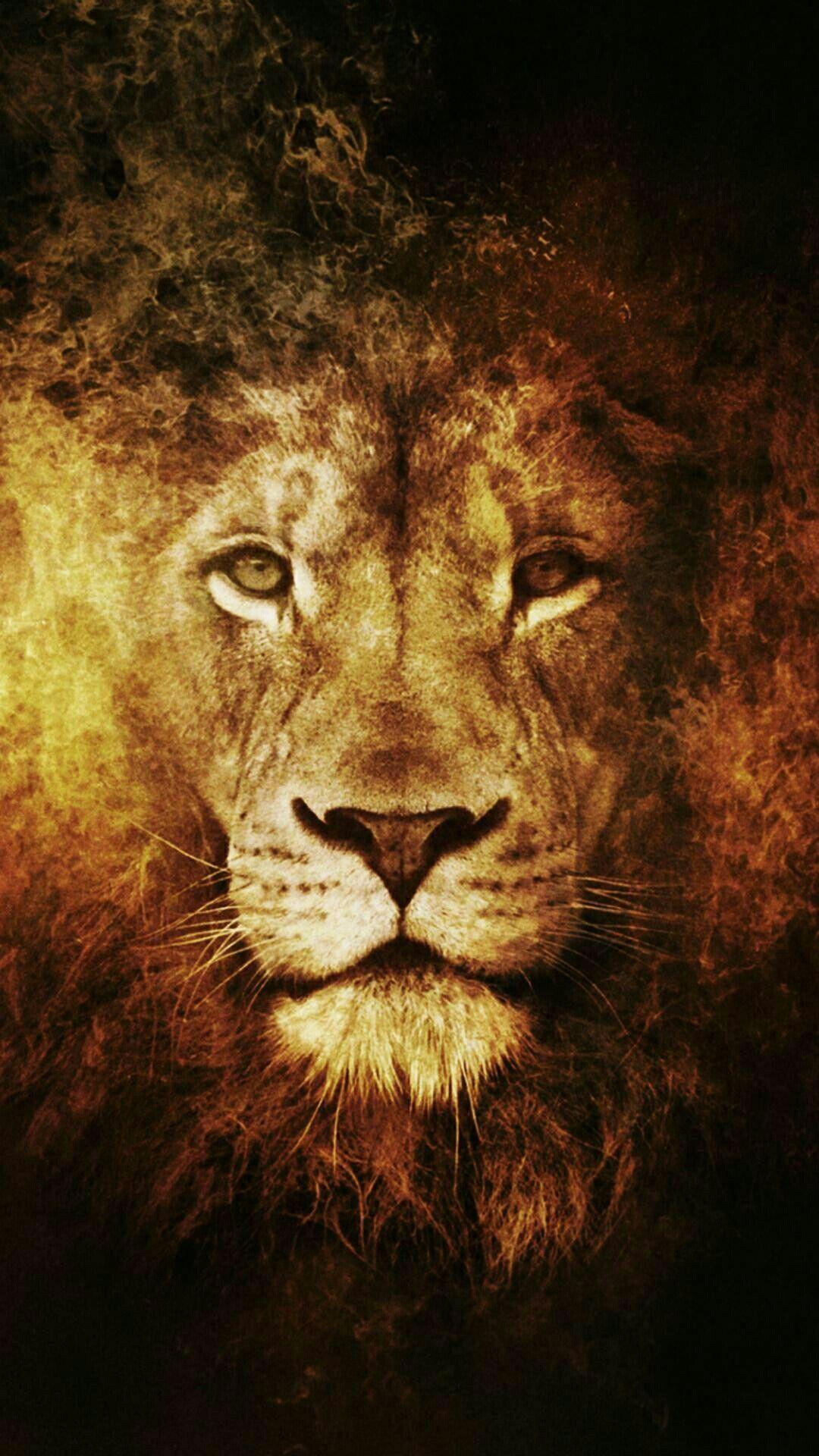 Lion iPhone Wallpapers Top Free Lion iPhone Backgrounds WallpaperAccess