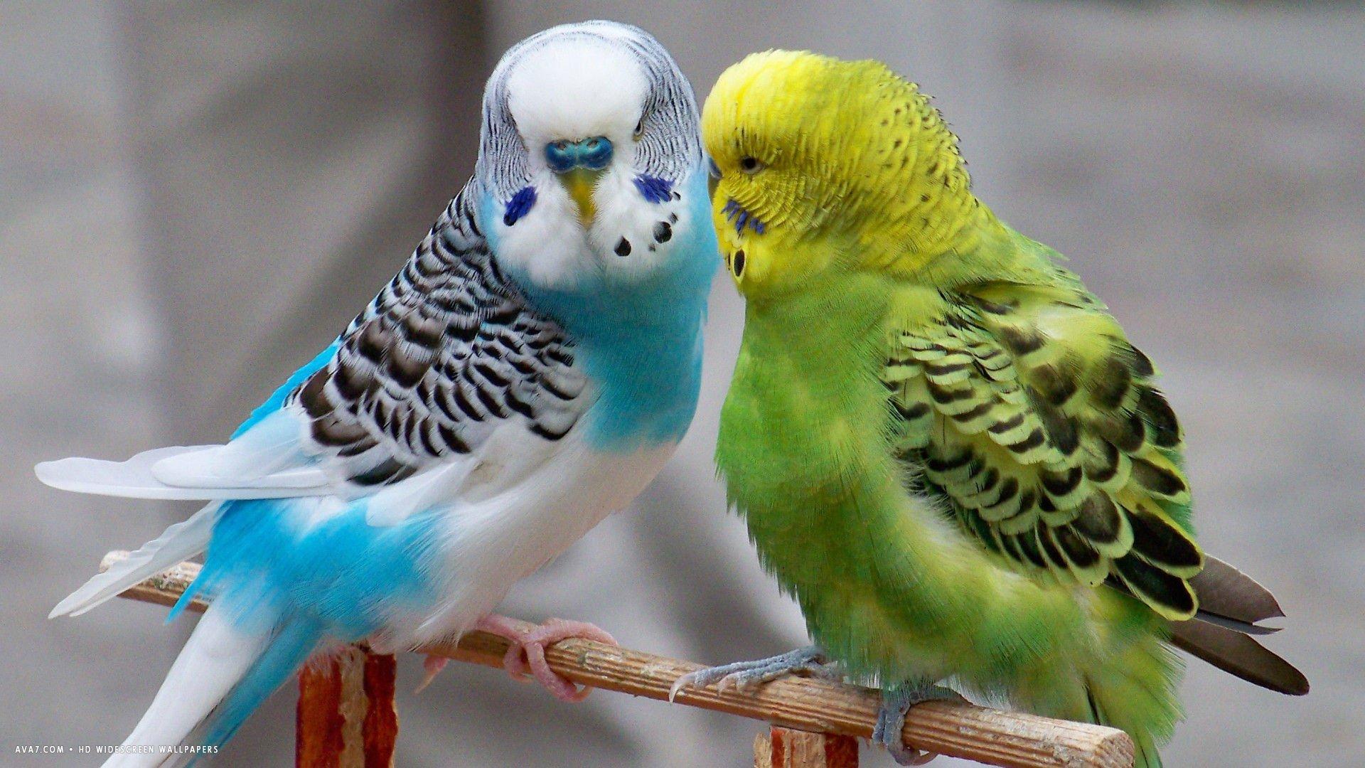 1920x1080 Parakeet budgie parrot bird tropical (5) wallpaperx1080