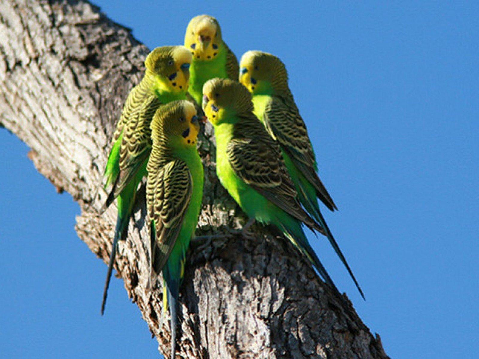 1600x1200 parakeet, Budgie, Parrot, Bird, Tropical, 6 Wallpaper HD / Desktop and Mobile Background
