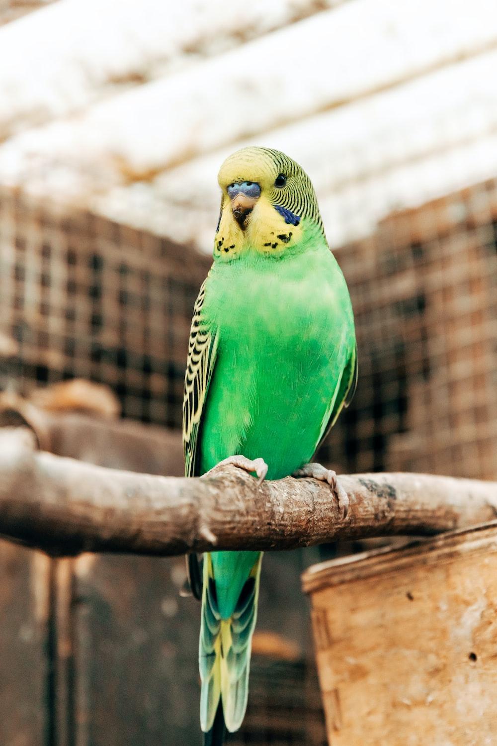 1000x1500 Parakeets Picture. Download Free Image