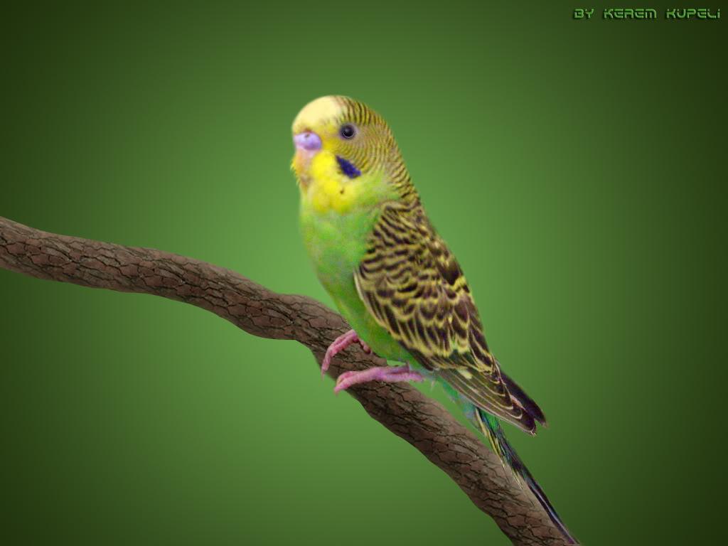 1024x768 Green Budgie