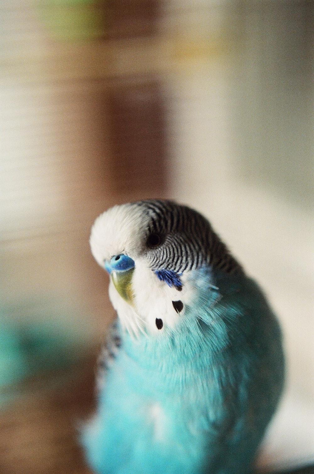 1000x1508 Budgie Picture. Download Free Image