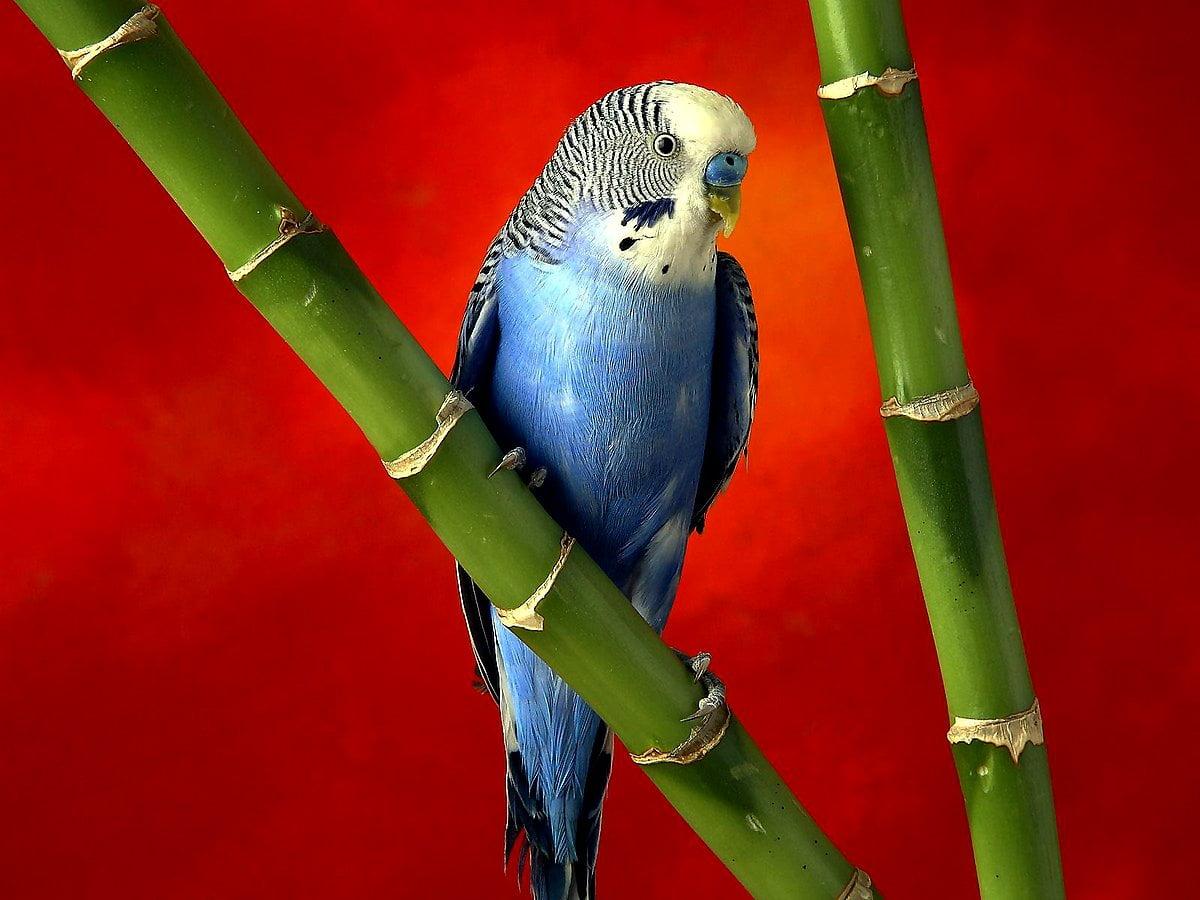 1200x900 Background Bird, Parrot, Budgie. Download TOP Free photo