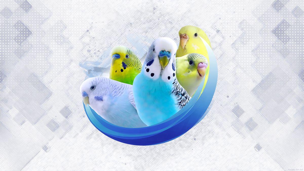 1200x675 Budgie Wallpaper [FREE To Download]-Alen Axp Budgie Community