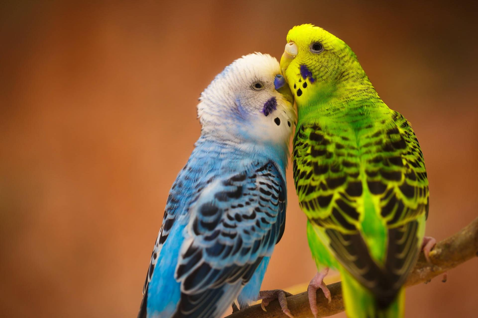 1920x1280 Download Budgerigar Love Birds Cuddle Wallpaper