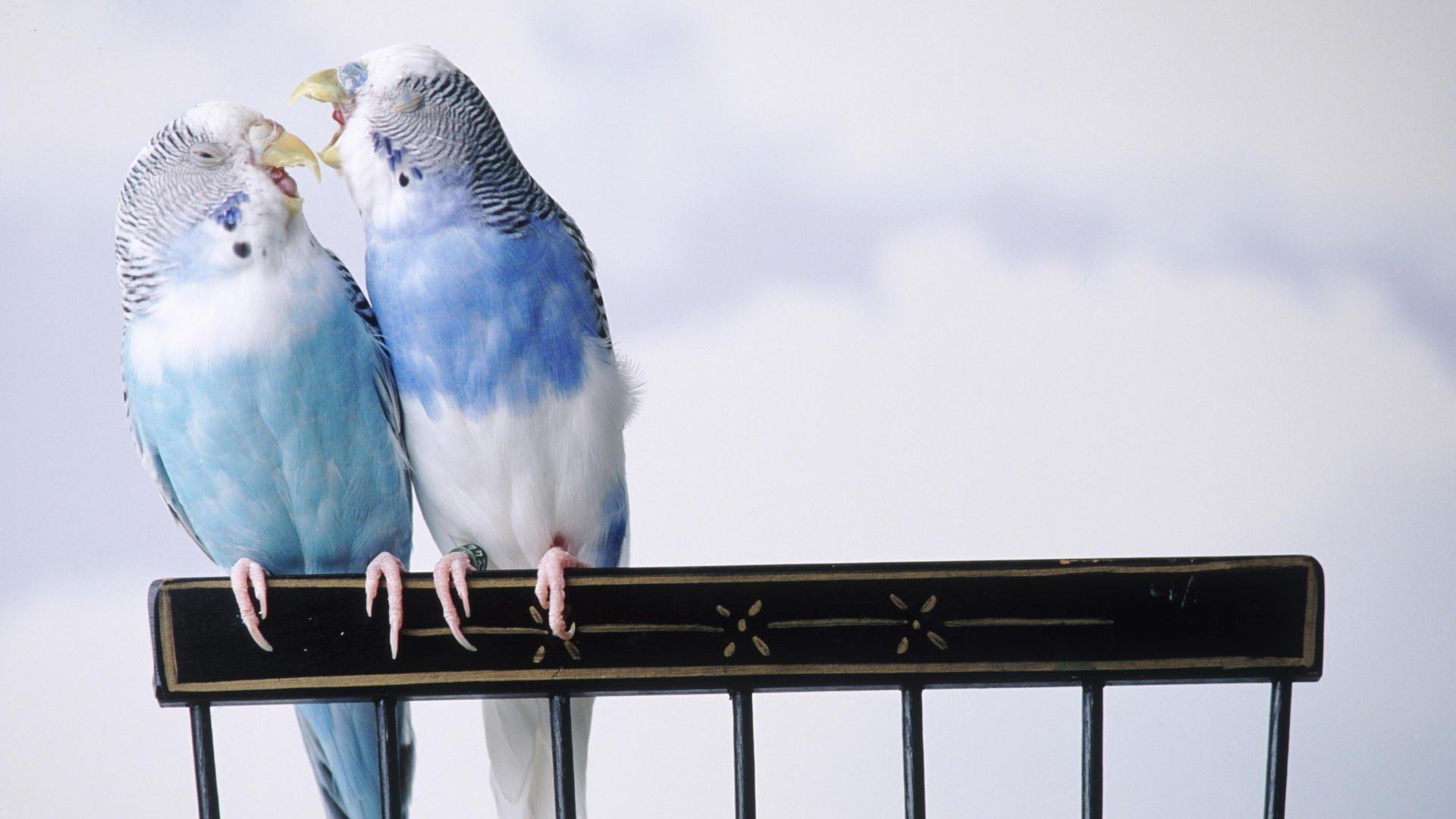 Budgie Bird Wallpapers - Top Free Budgie Bird Backgrounds - WallpaperAccess