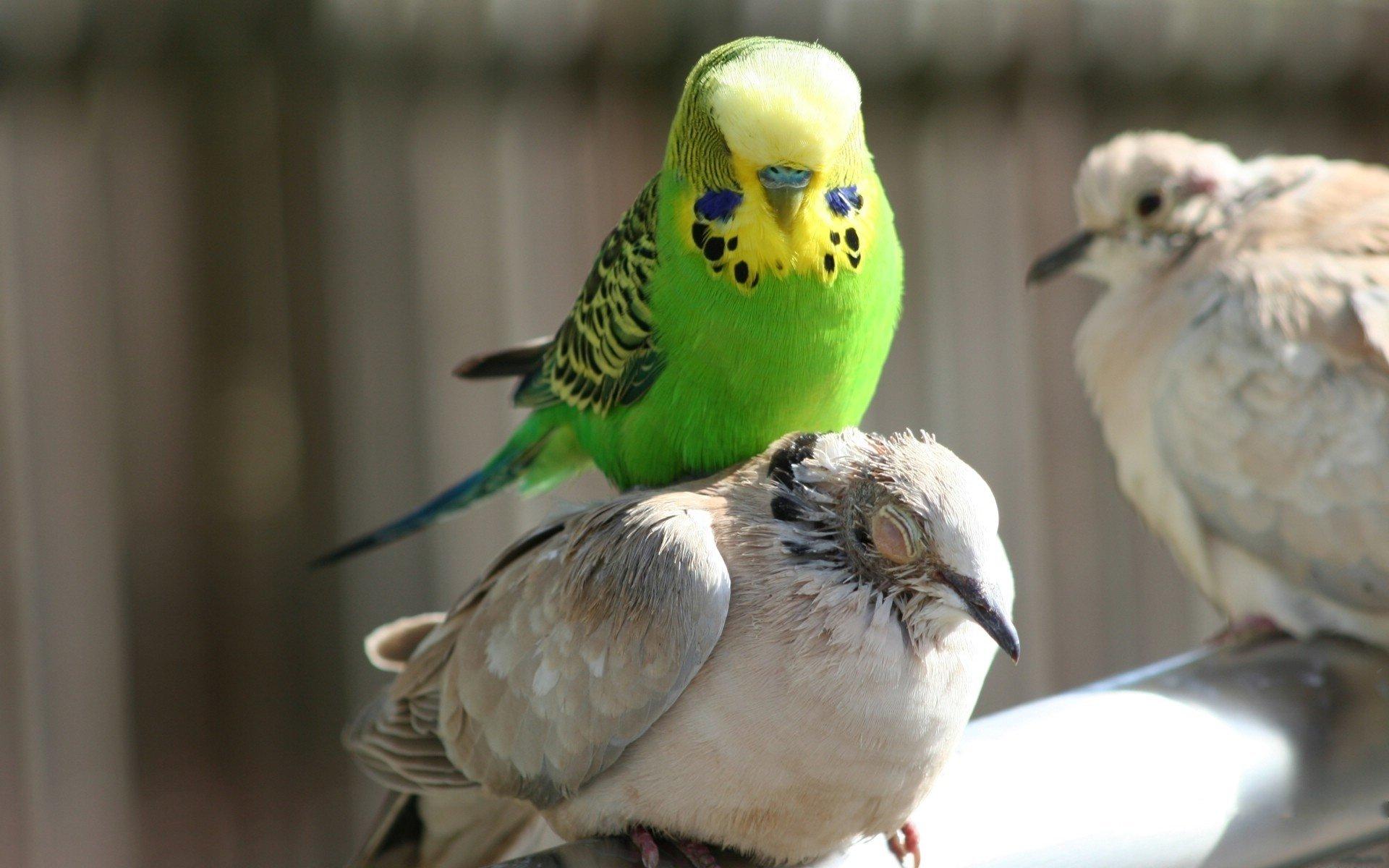 1920x1200 Parakeet budgie parrot bird tropical (18) wallpaperx1200