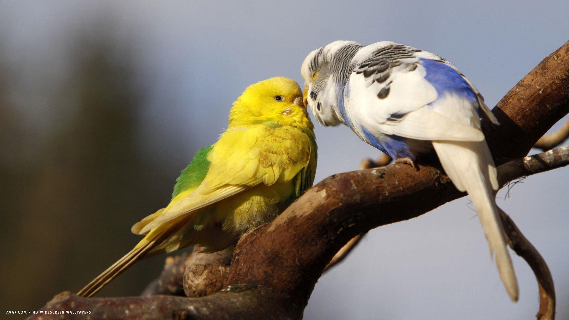 1920x1080 parakeet, Budgie, Parrot, Bird, Tropical, 20 Wallpaper HD / Desktop and Mobile Background