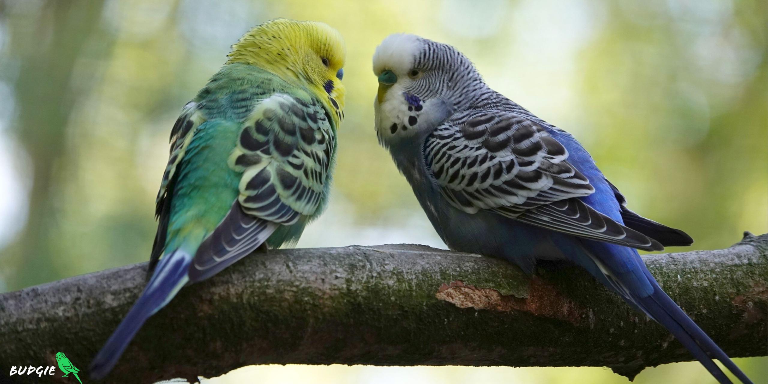 2560x1280 Budgerigar Birds HD Wallpaper
