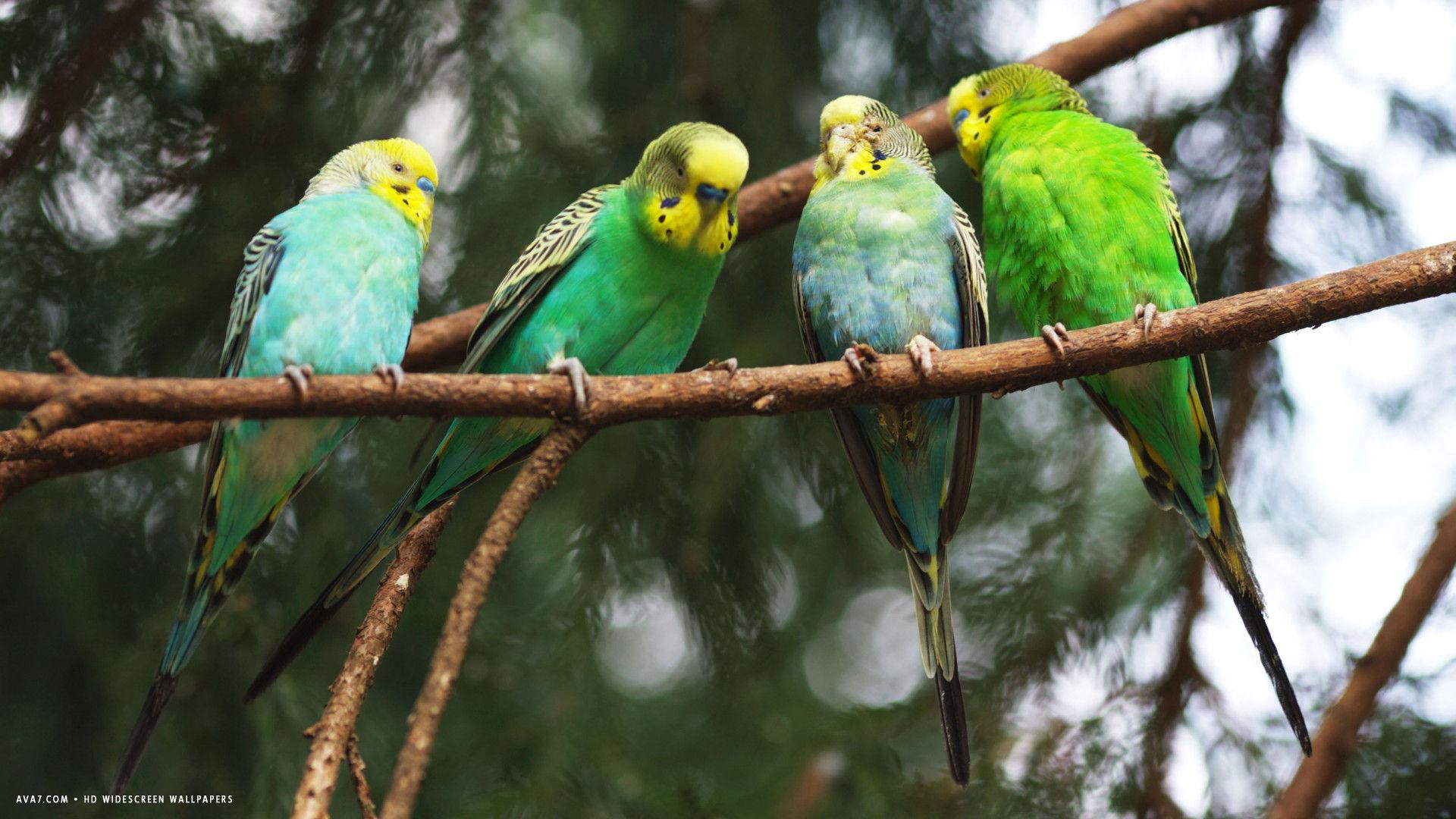 1920x1080 budgie four green budgies sitting on branch bird HD widescreen wallpaper / birds background