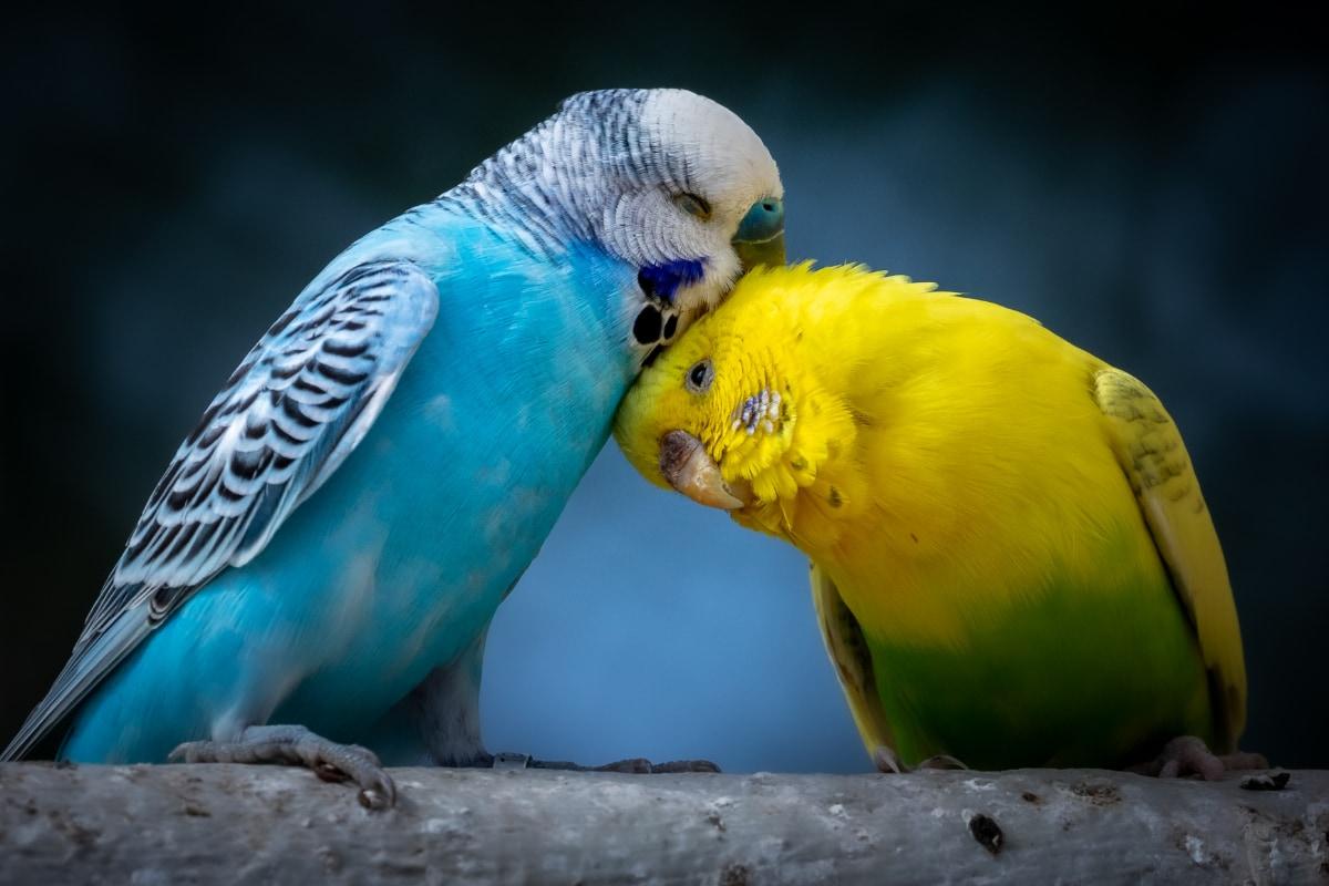 1200x800 Budgerigars: Everything You Need To Know About This Little Bird