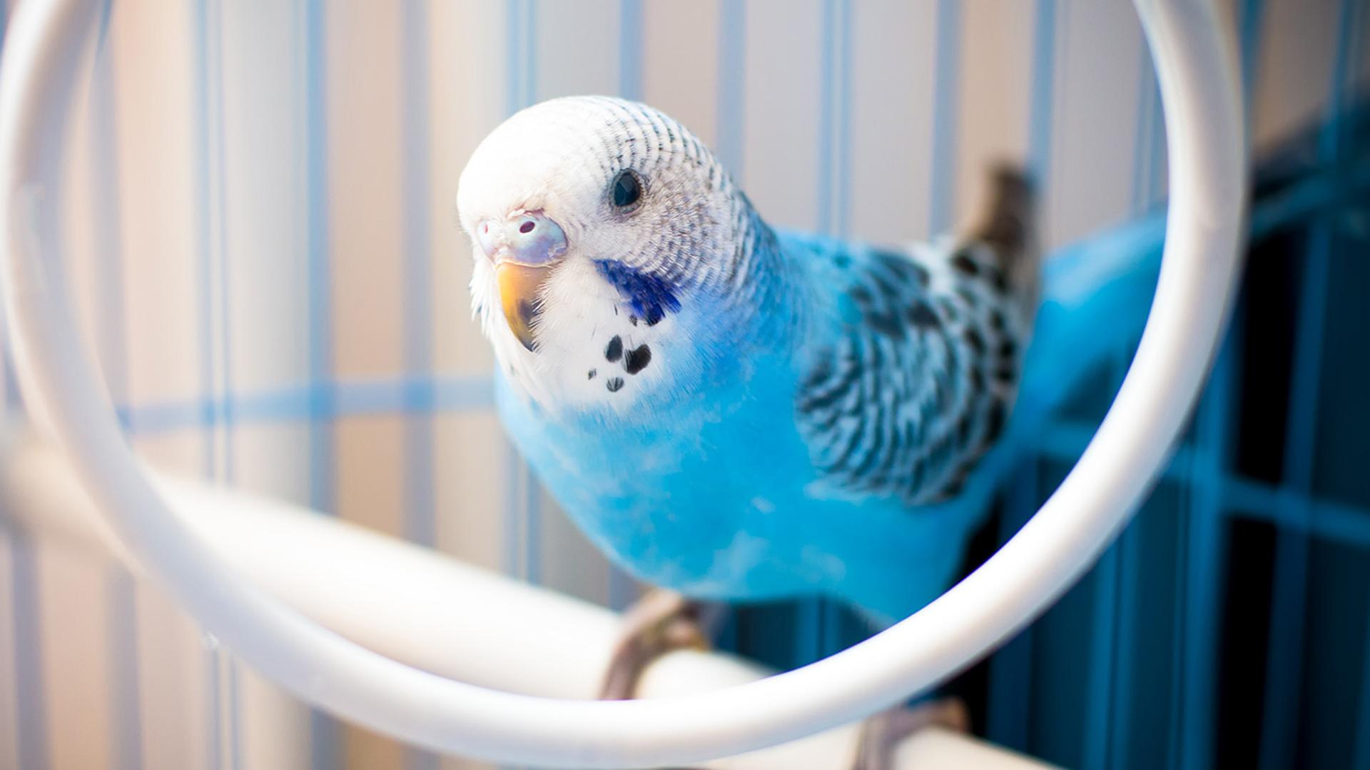 1920x1080 Blue White Parakeet Bird On White Ring HD Birds Wallpaper