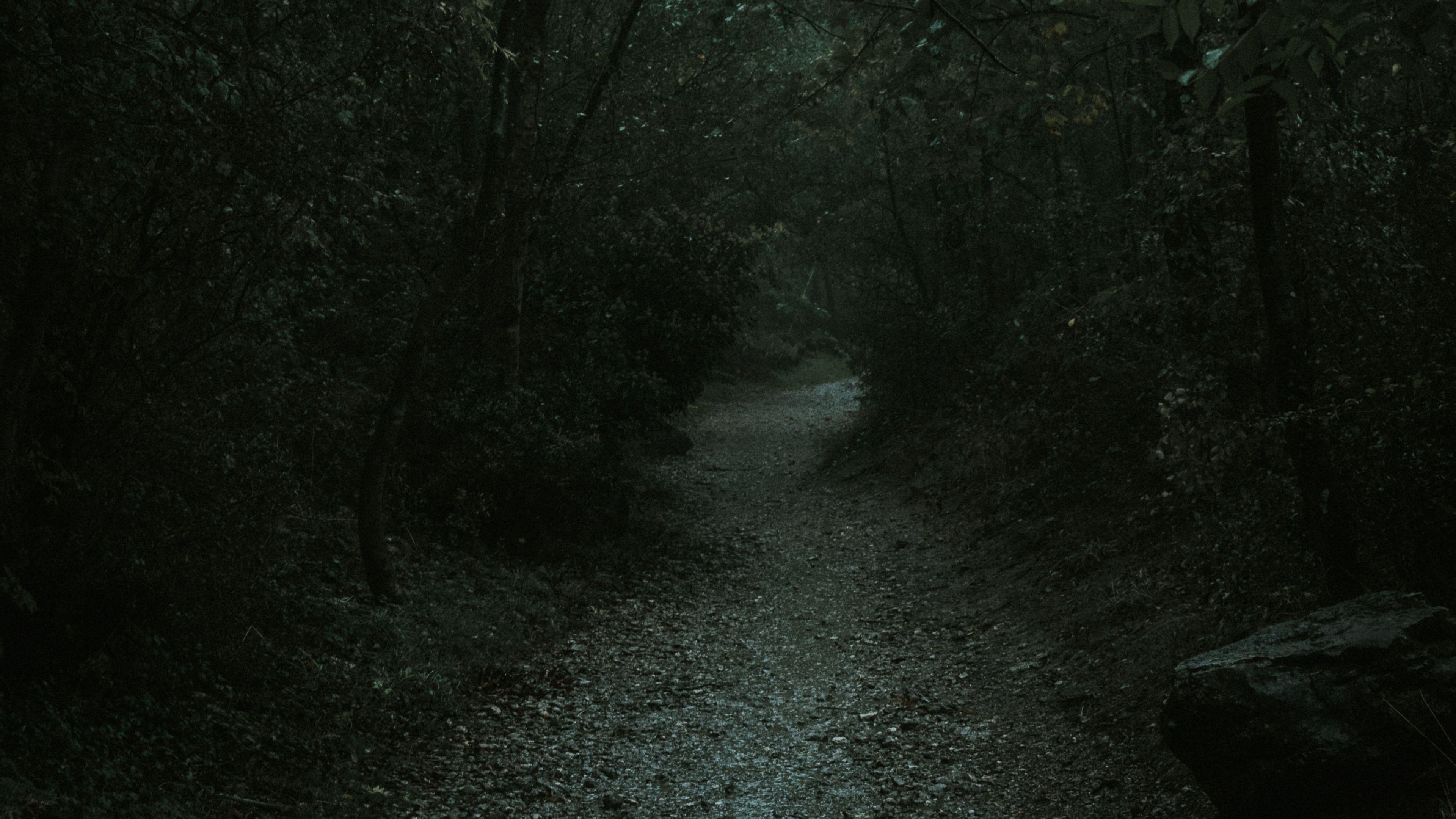 3840x2160 Wallpaper / forest, path, dark, gloomy, nature, 4k free download