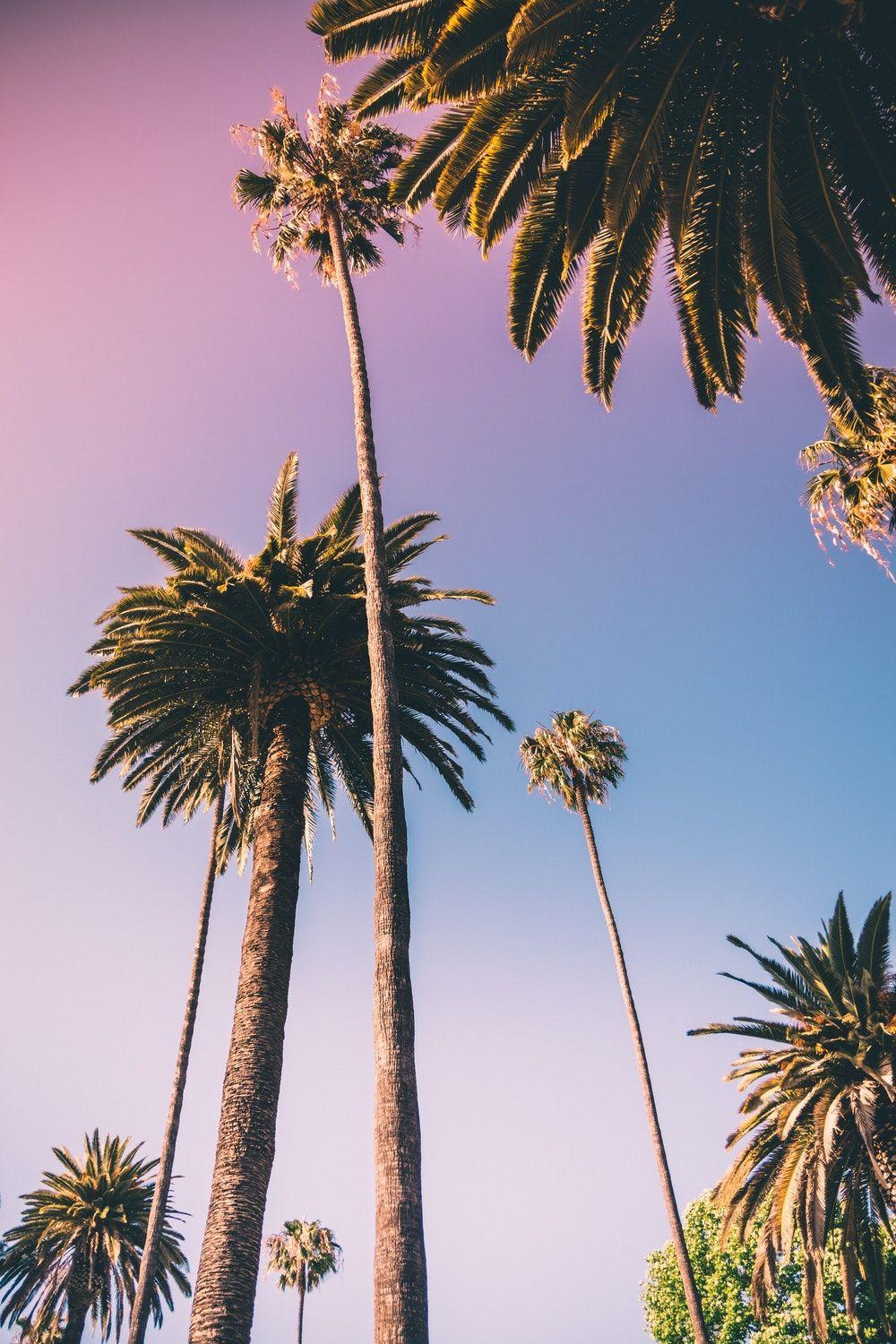 Get Palm Tree Wallpaper Aesthetic Background