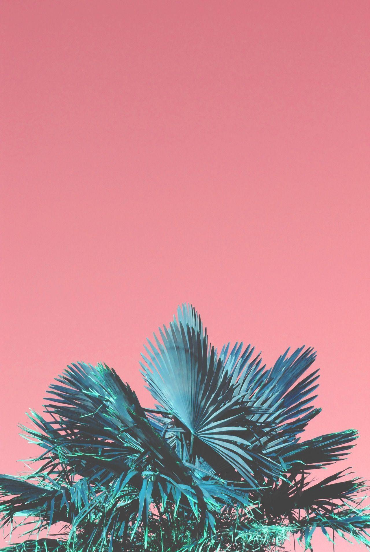 Aesthetic Palm Tree Phone Wallpapers - Top Free Aesthetic Palm Tree ...