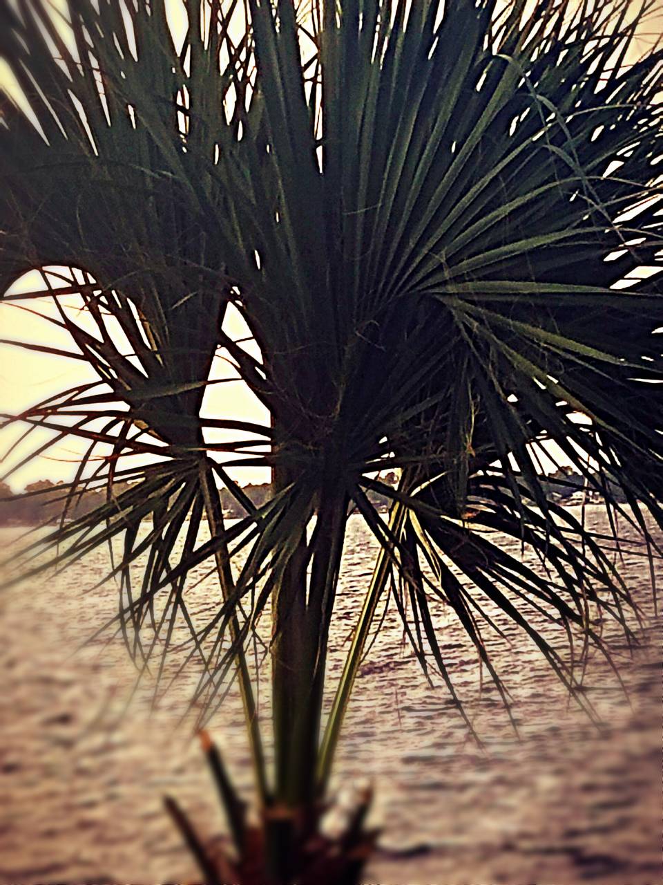 960x1280 Aesthetic paml tree Wallpaper