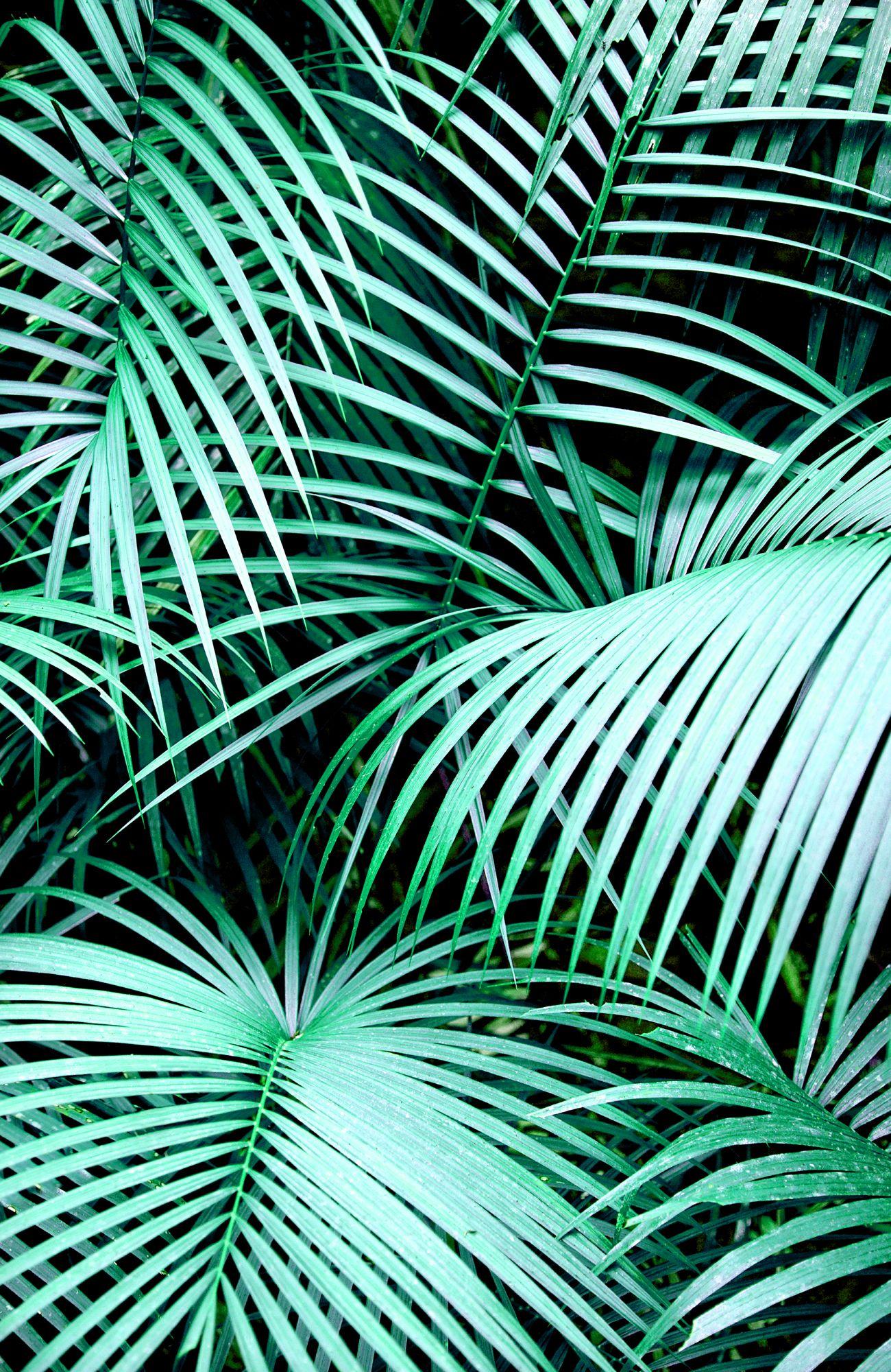 Aesthetic Palm Tree Phone Wallpapers - Top Free Aesthetic Palm Tree