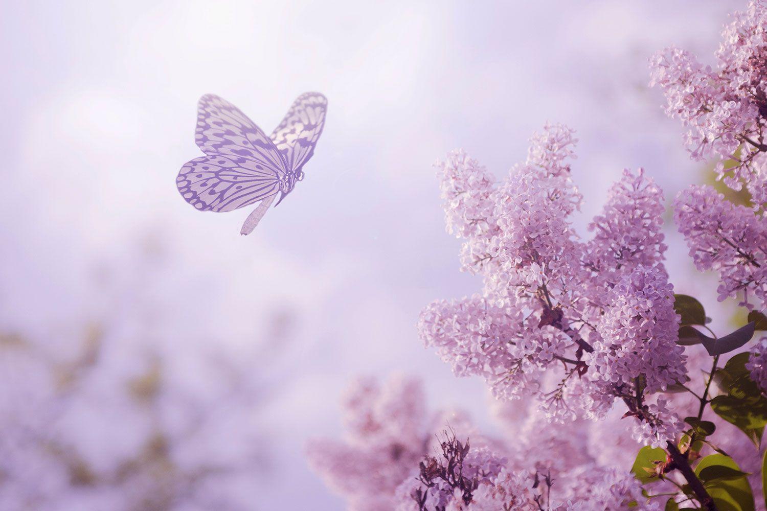 紫蝴蝶花图片素材-编号14499615-图行天下