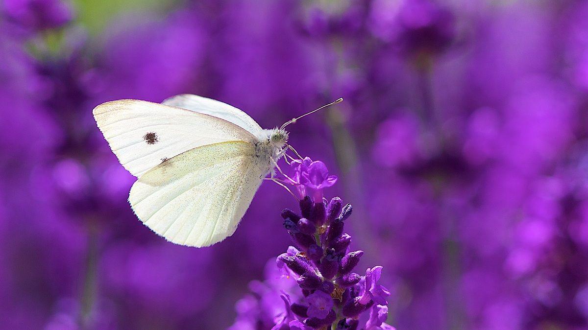 Lavender Butterfly Wallpapers - Top Free Lavender Butterfly Backgrounds