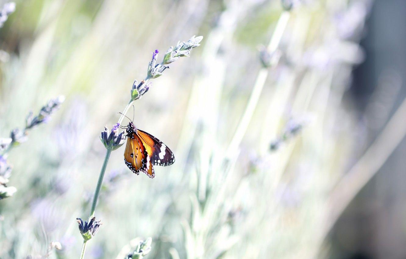 1332x850 Wallpaper flower, summer, macro, nature, butterfly, stem, insect