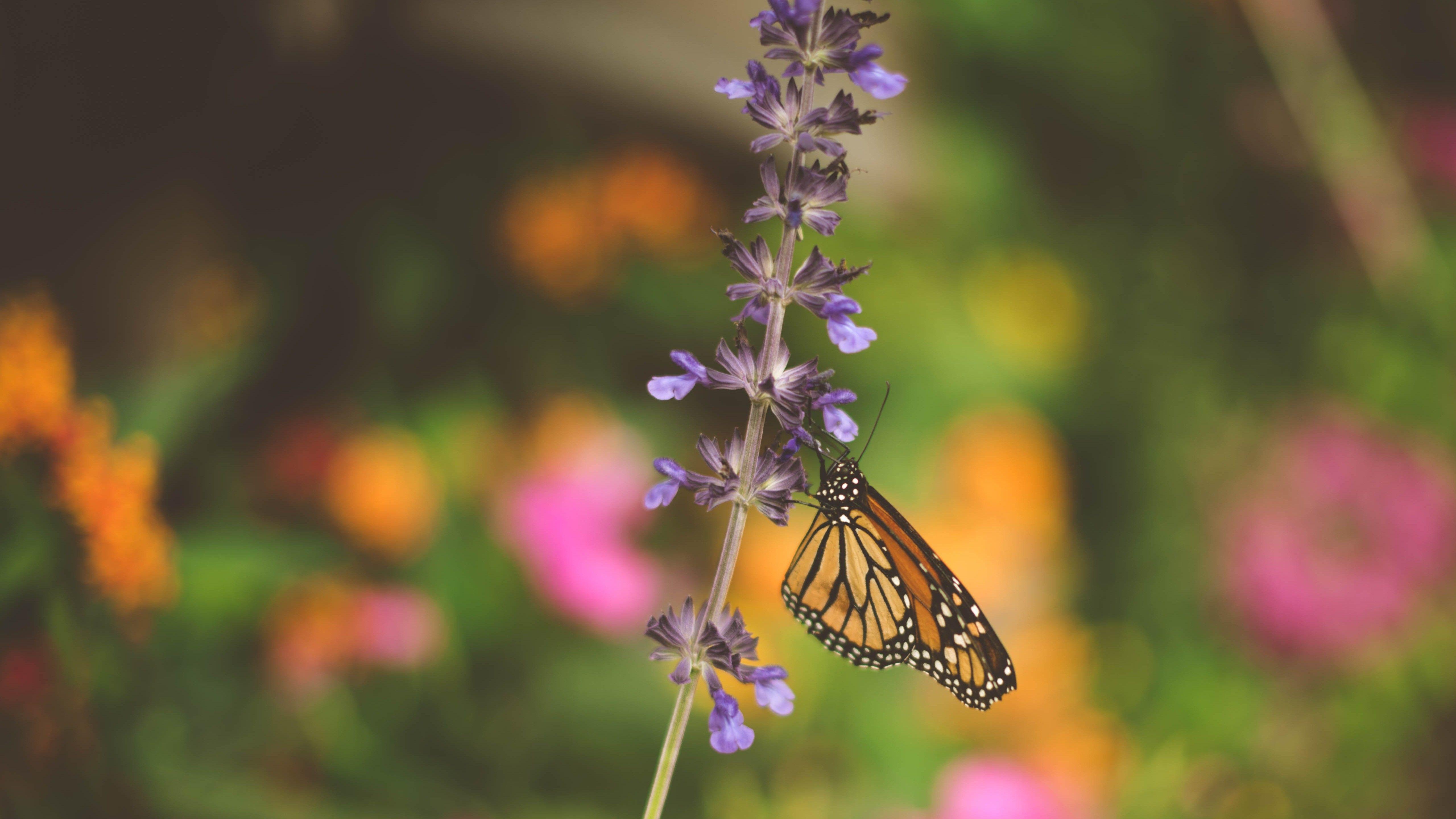 Lavender Butterfly Wallpapers - Top Free Lavender Butterfly Backgrounds