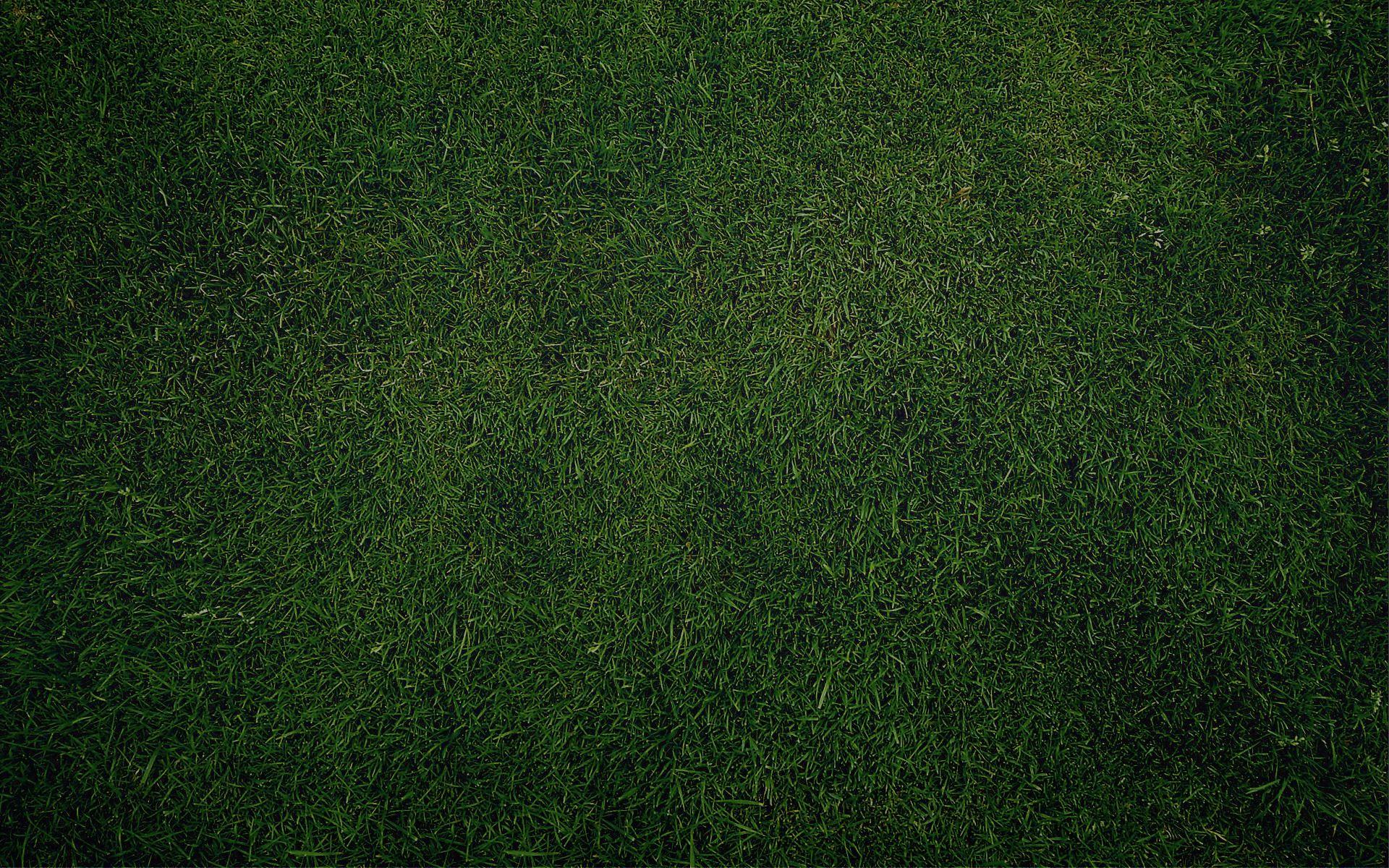 1920x1200 Download texture: green grass, texture, background, download. Grass textures, Fall wallpaper, Green grass background