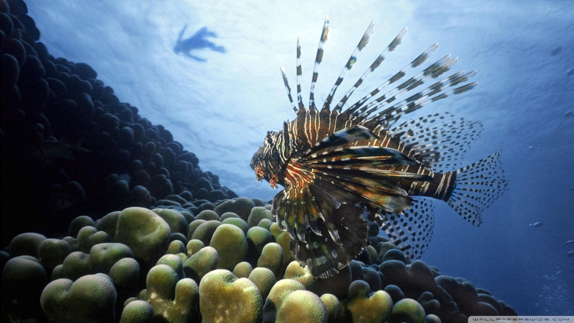 1920x1080 Download Lionfish Pacific Ocean Wallpaper 1920x1080