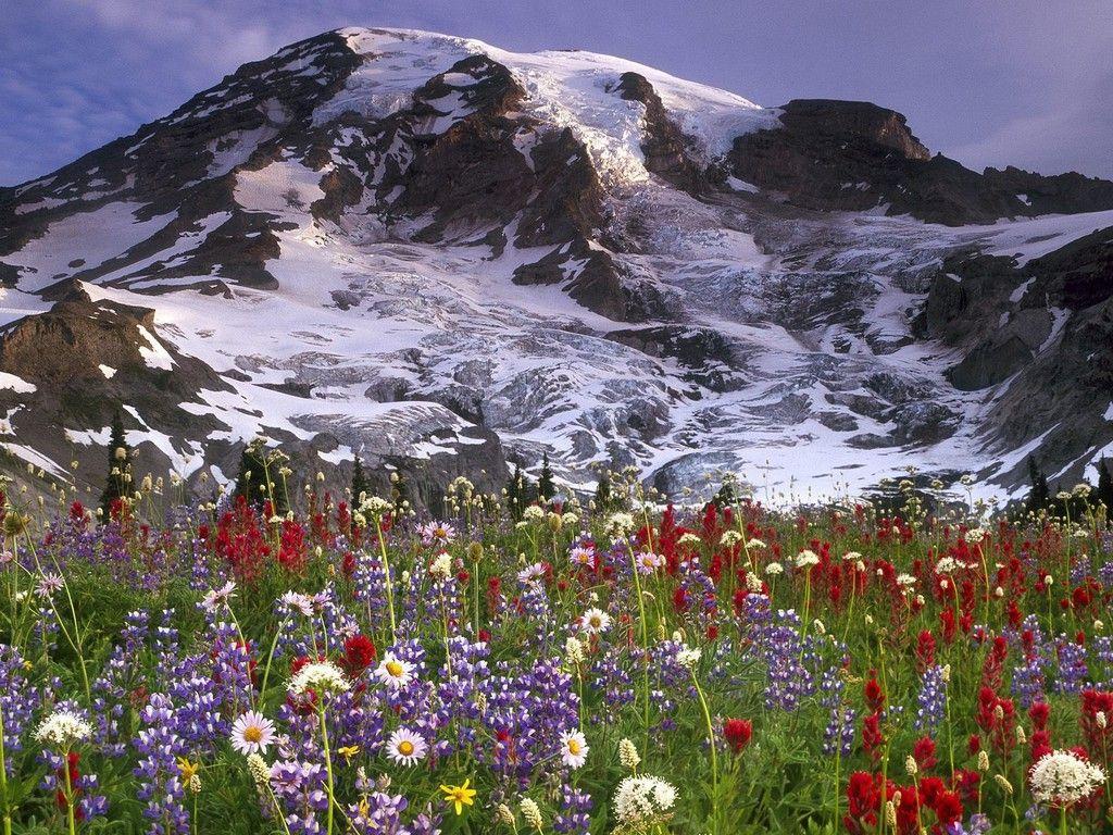 1024x768 Mount Rainier National Park. Mountain wallpaper, New flower wallpaper, Beautiful flowers wallpaper