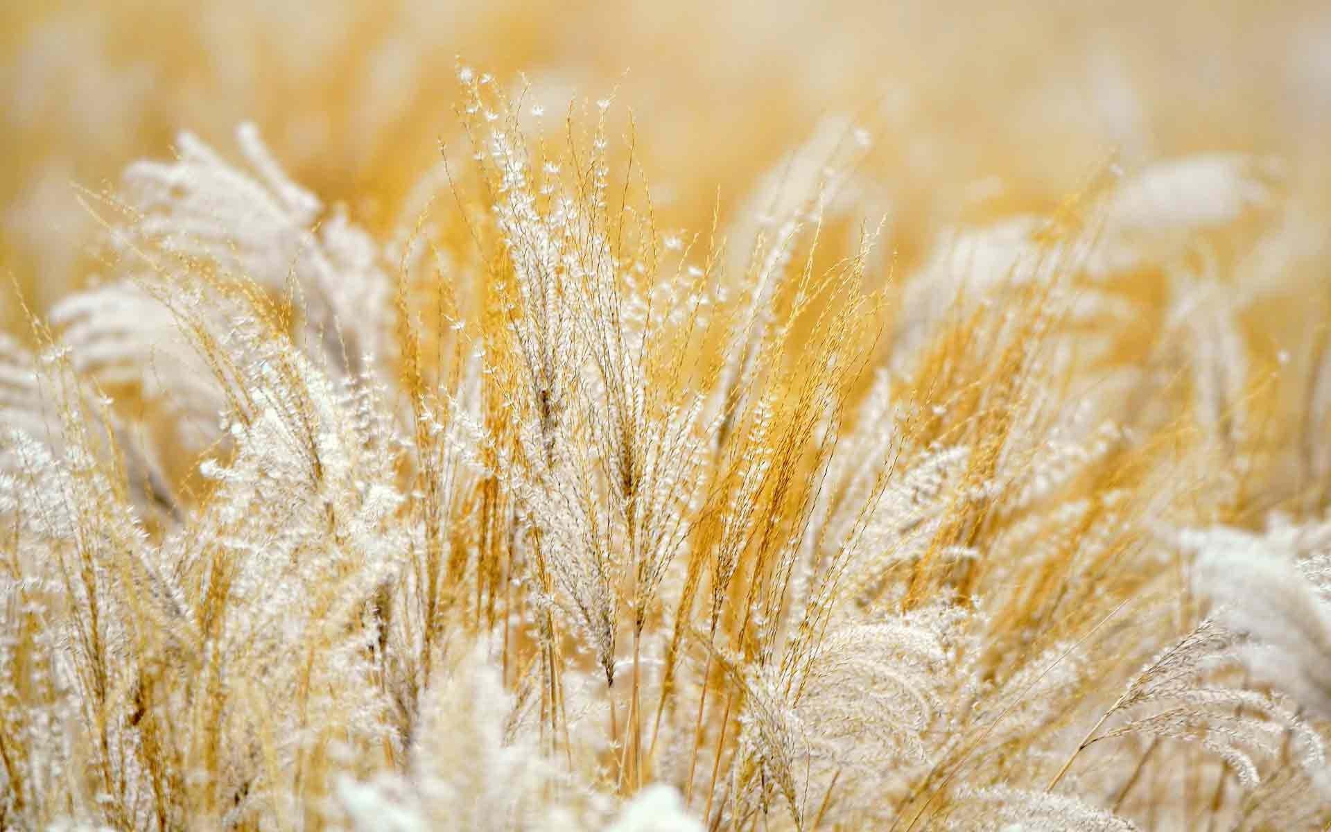 1920x1200 White And Gold Wallpaper