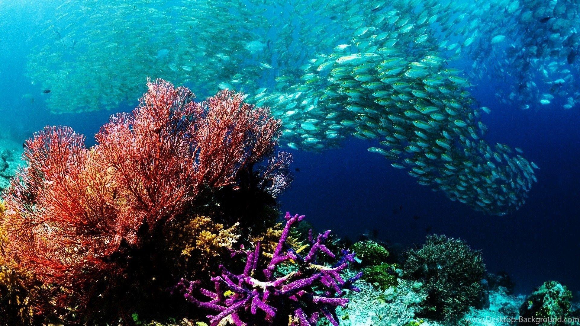 1920x1080 Underwater Ocean Wallpaper HD Resolution Desktop Background