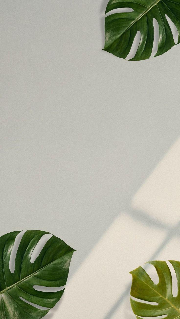 736x1303 Freebies: Aesthetic & Minimal Wallpaper. iPhone wallpaper plants, iPhone wallpaper green, iPhone wallpaper tumblr aesthetic